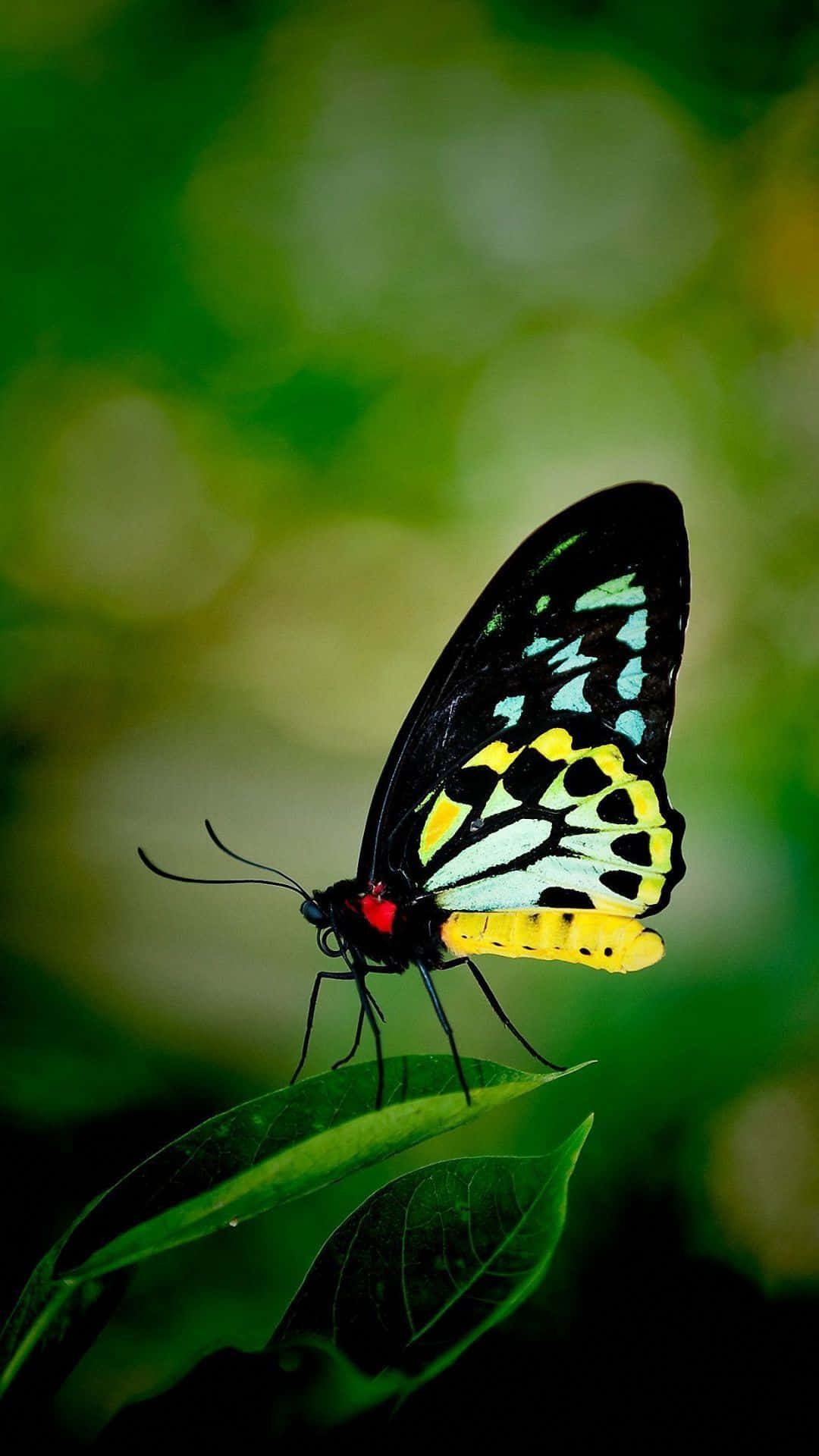 butterfly, black wings, yellow green and white patterns, Full HD Phone Wallpaper