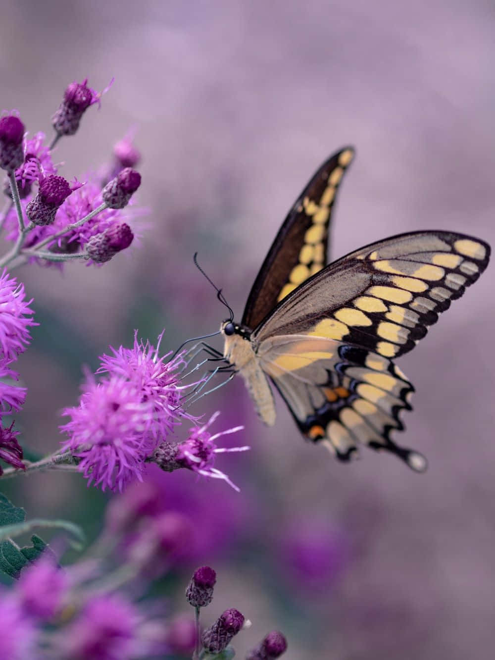 butterfly, vibrant orange, yellow black, HD Phone Wallpaper