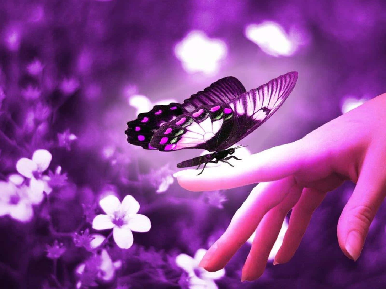 butterfly, black and purple butterfly, human hand, HD Desktop Wallpaper