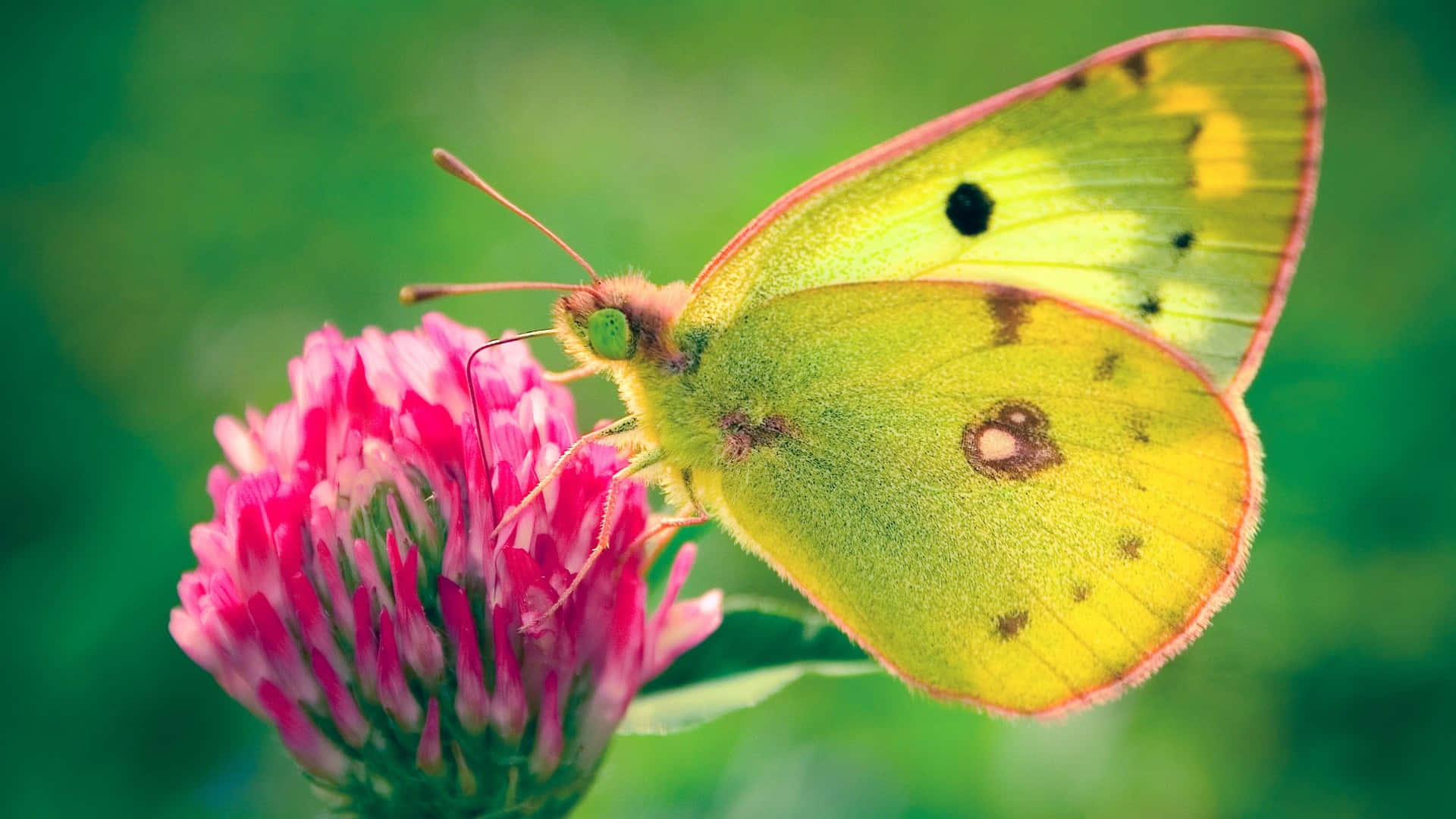 butterfly, vibrant yellow, black spots, Full HD Desktop Wallpaper