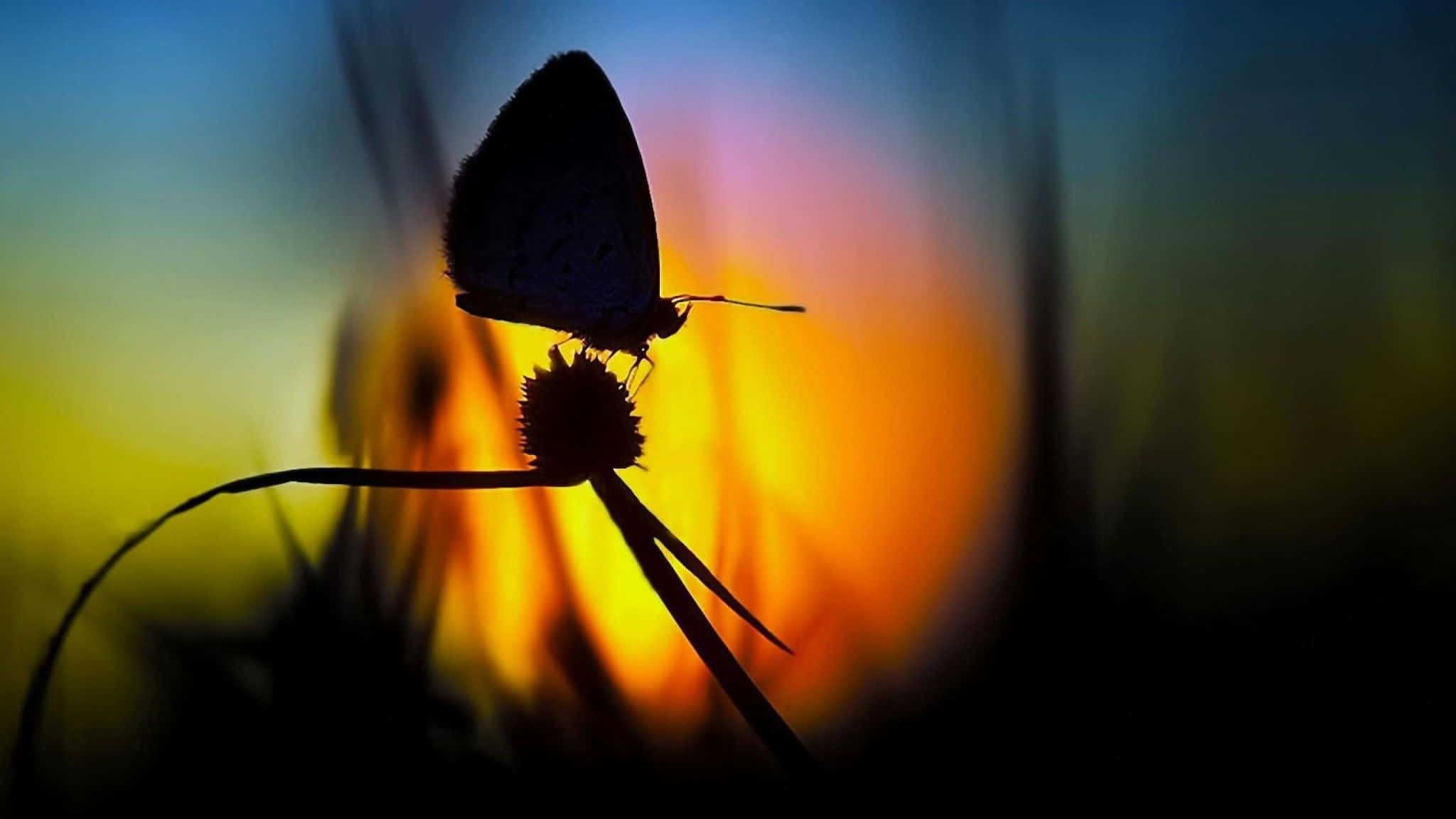 butterfly, spiky flower, vibrant sunset gradient sky, Full HD Desktop Wallpaper