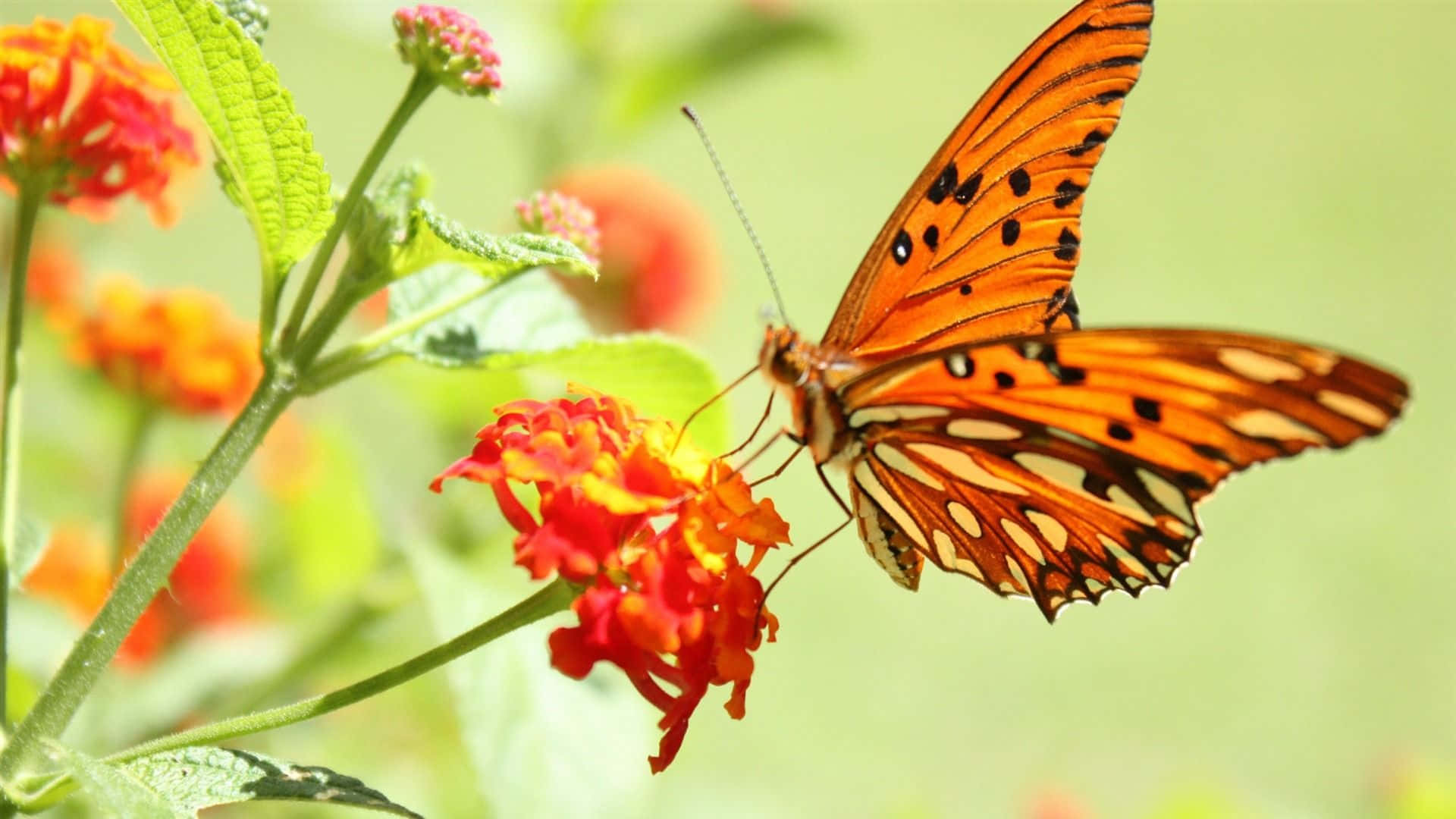 butterfly photography, vibrant orange butterfly, black spots, Full HD Desktop Wallpaper