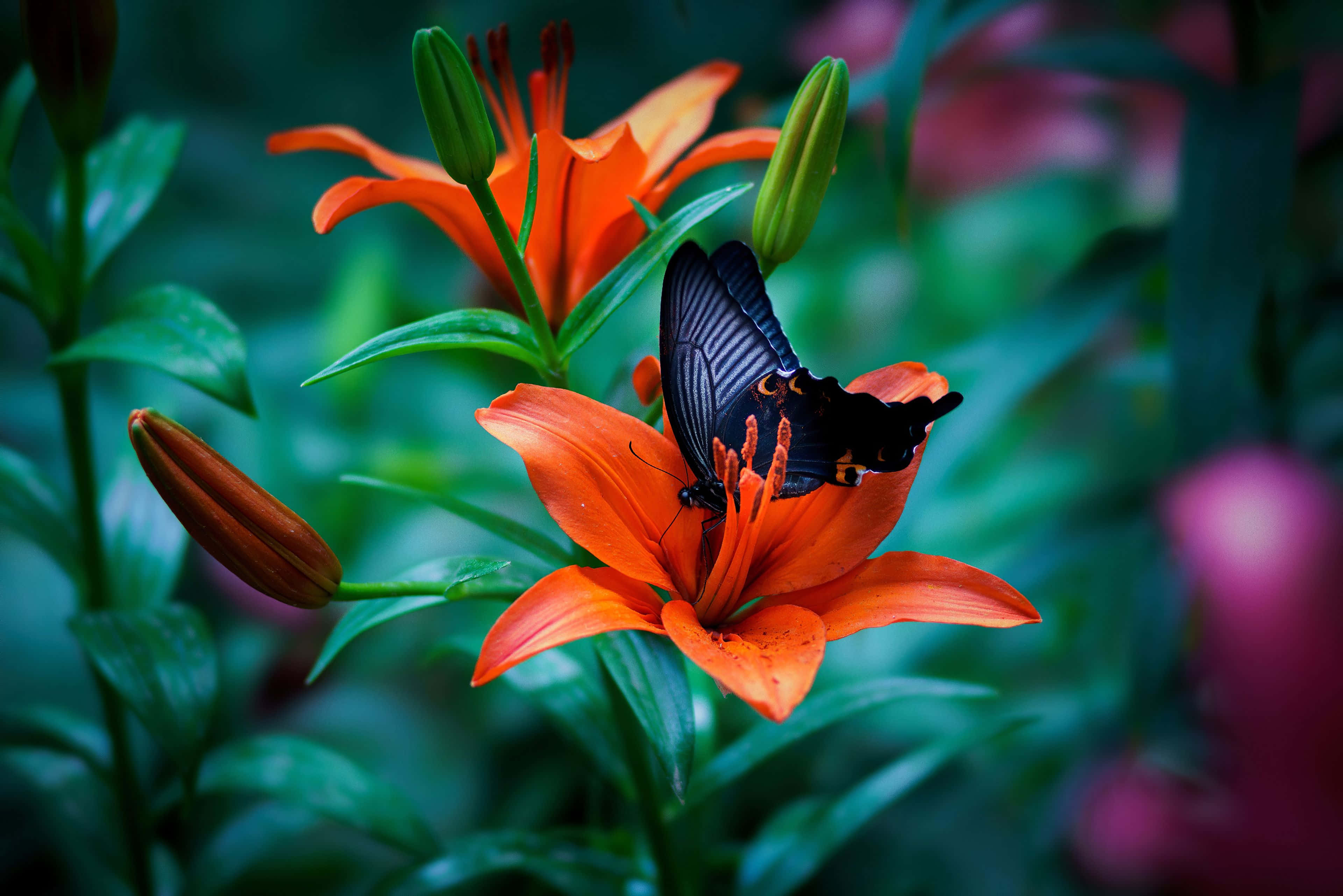 black butterfly, orange spots, vibrant orange lily blossom, 4K Desktop Wallpaper