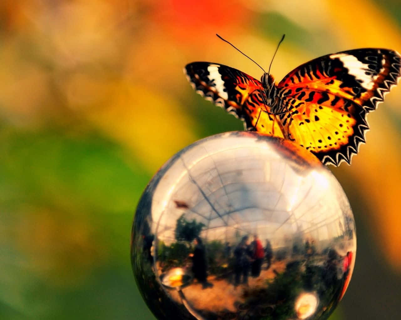 butterfly, vibrant orange and black, reflective chrome sphere, HD Desktop Wallpaper