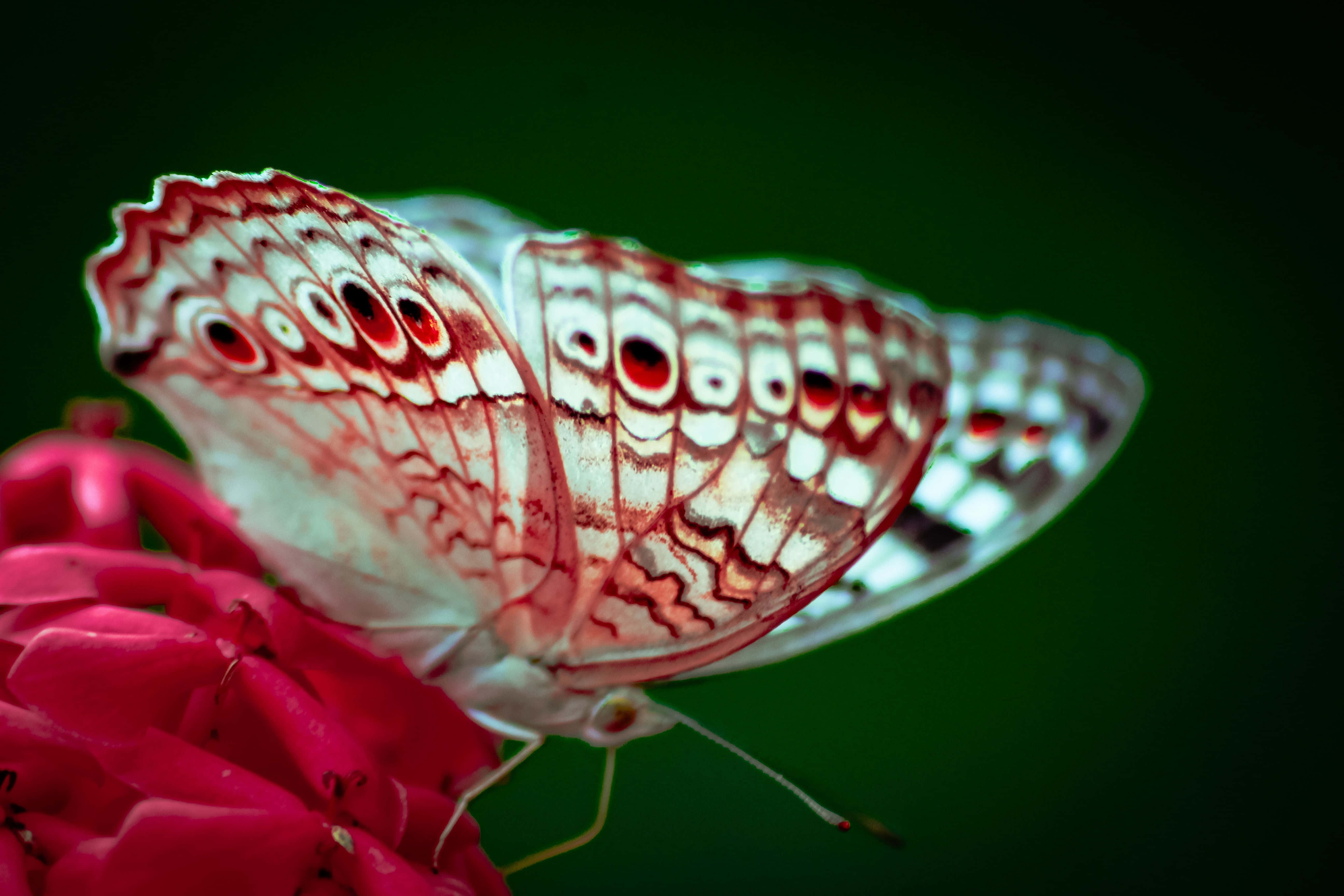butterfly, white and red butterfly, eye-like spots, 5K Desktop Wallpaper