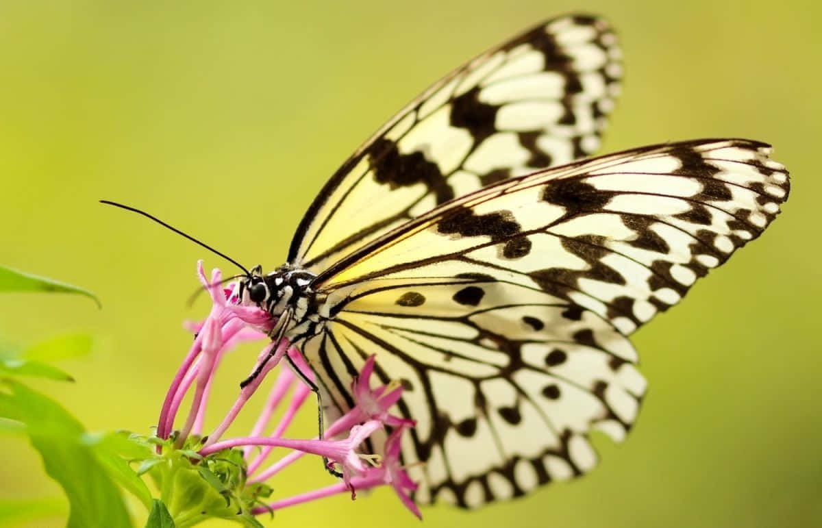 butterfly photography, black and white patterned butterfly, bright pink flowers, SD Desktop Wallpaper