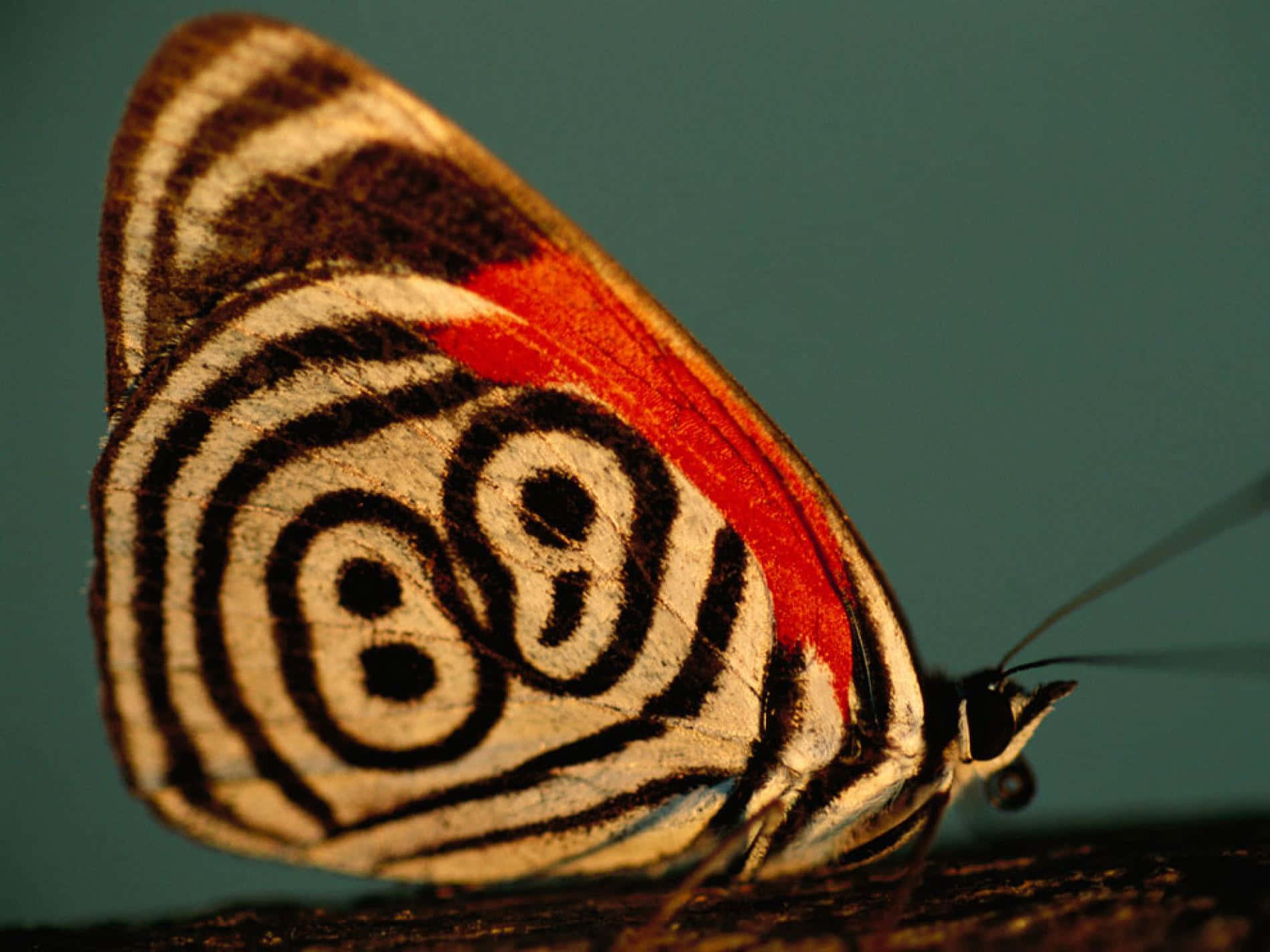butterfly, black white and red spiral patterns, wings, HD Desktop Wallpaper