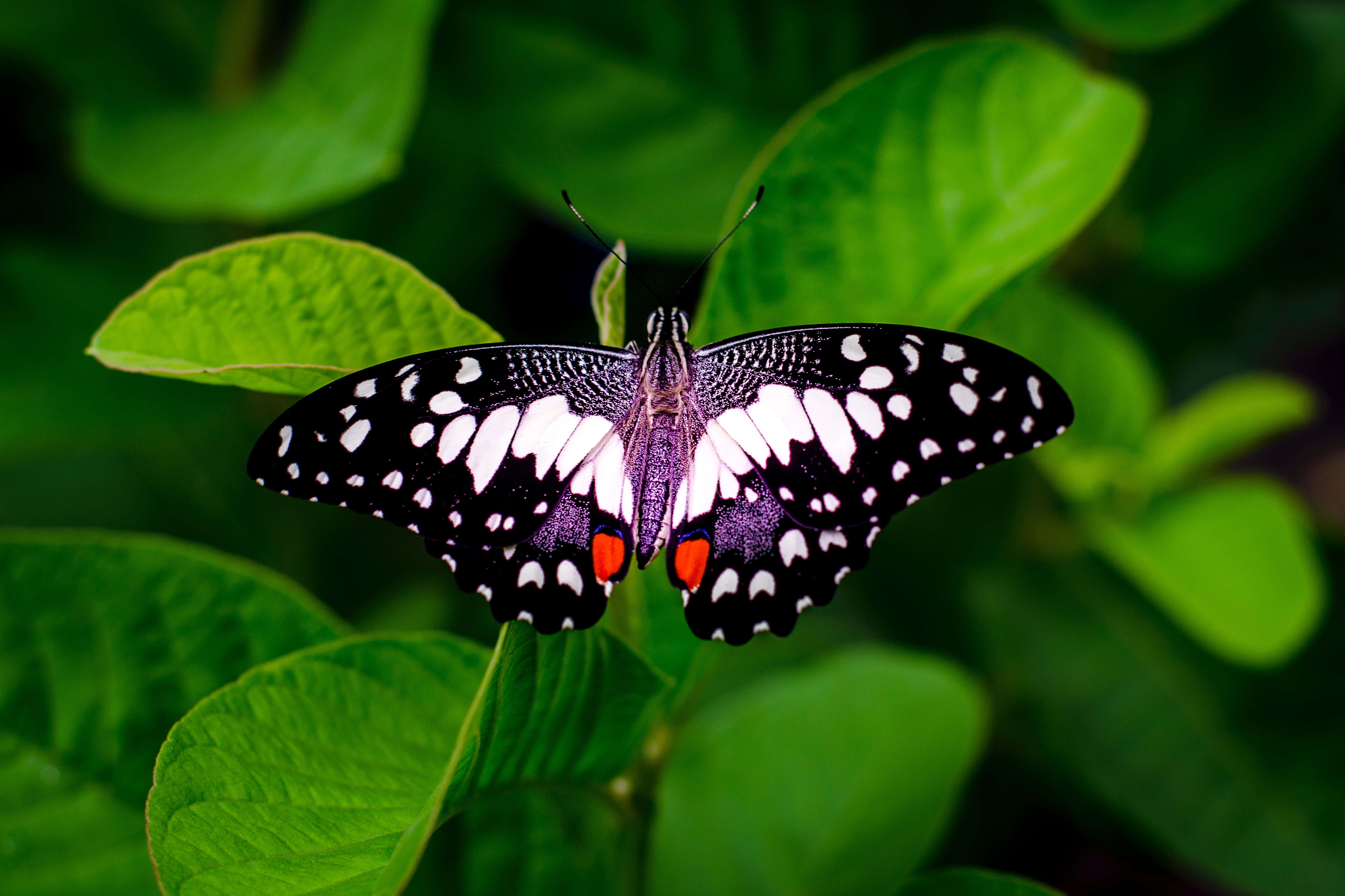 butterfly, black and white butterfly, orange spots, 5K Desktop Wallpaper
