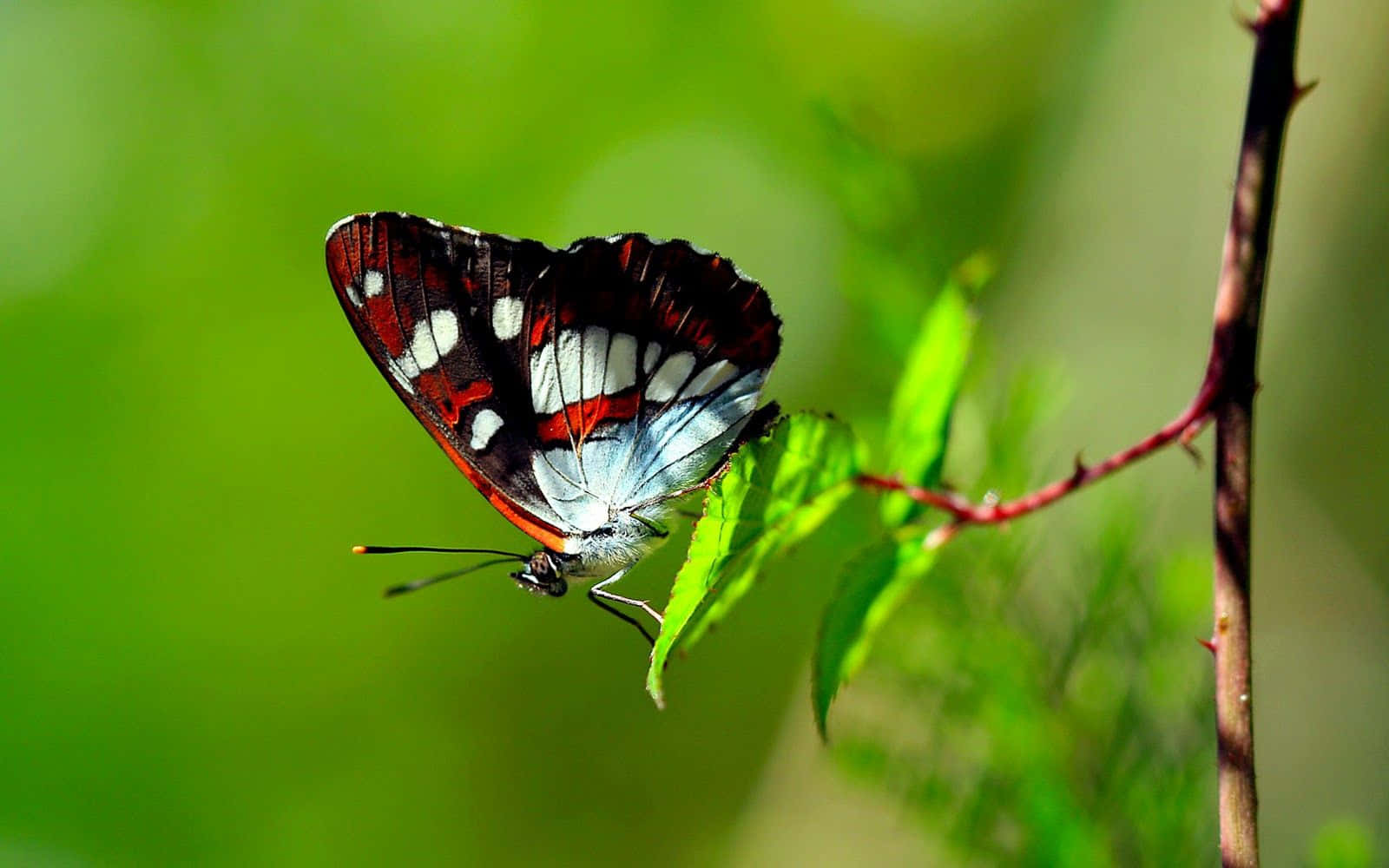 butterfly, red, white, HD Desktop Wallpaper