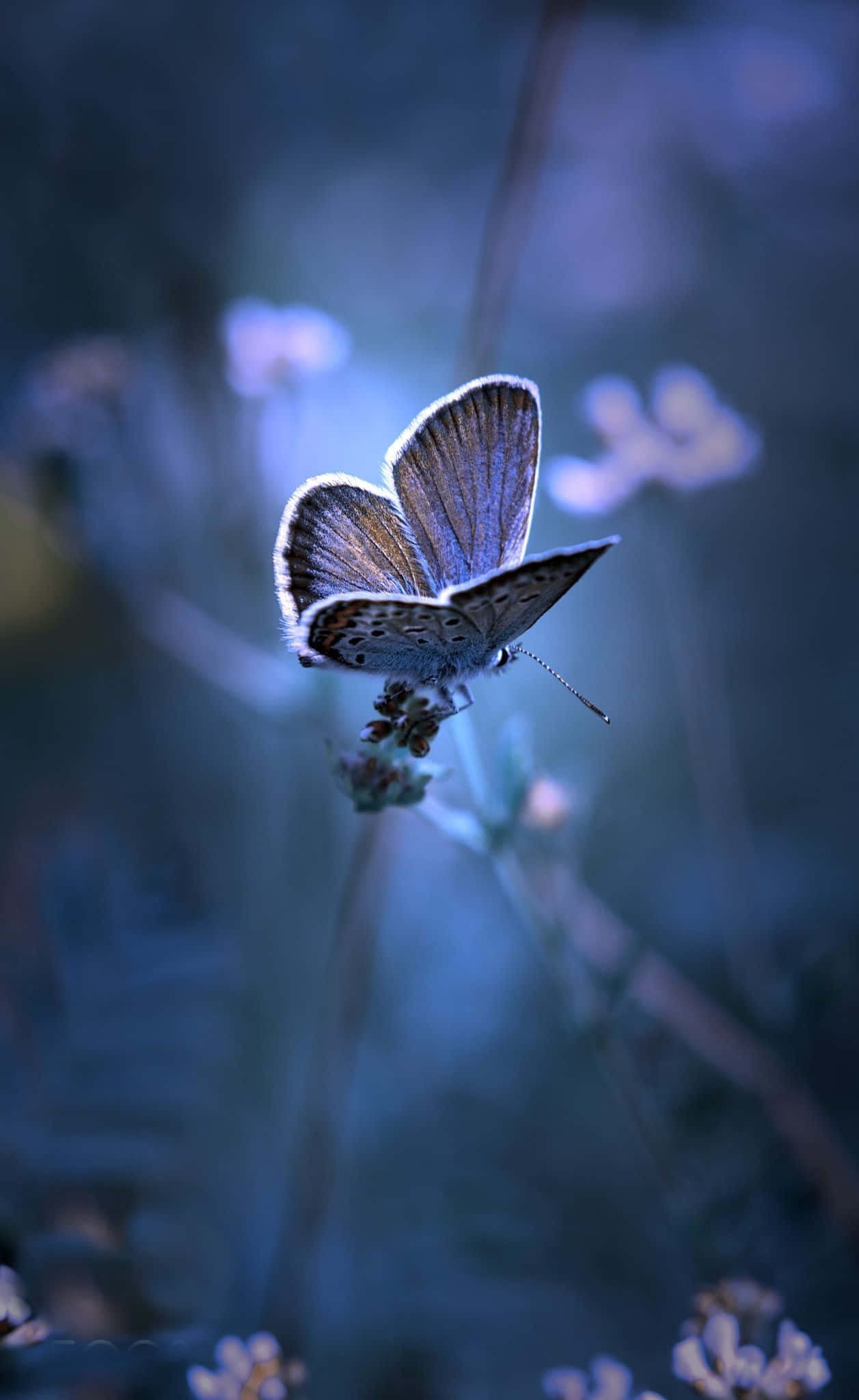 butterfly photography, blue butterfly, tiny flower, Full HD Phone Wallpaper