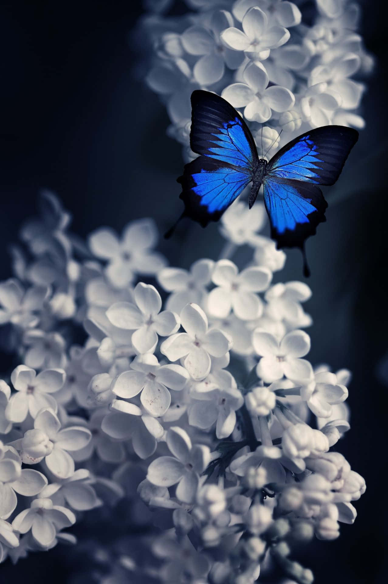 butterfly, vibrant blue, black edges, Full HD Phone Wallpaper
