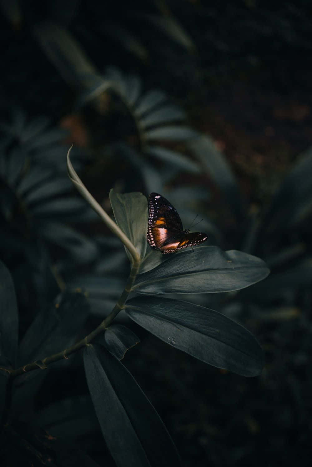 butterfly photography, dark-winged butterfly, orange accents, HD Phone Wallpaper