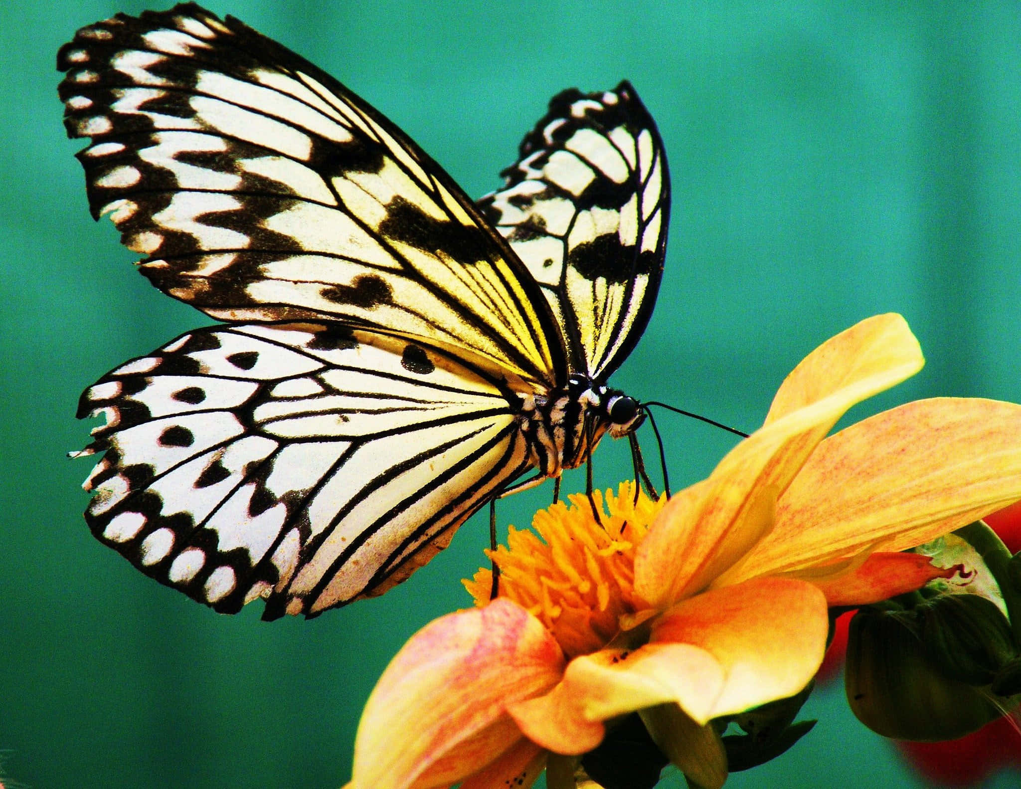 butterfly, black and white butterfly, intricate wing patterns, Full HD Desktop Wallpaper