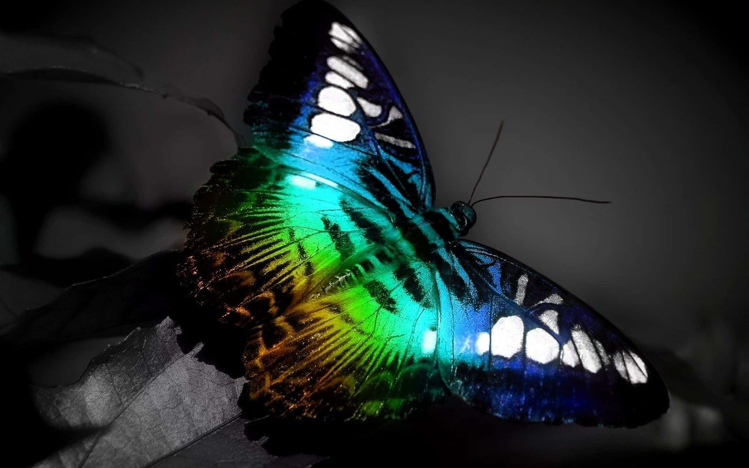 butterfly, blue green, orange, 2K Desktop Wallpaper