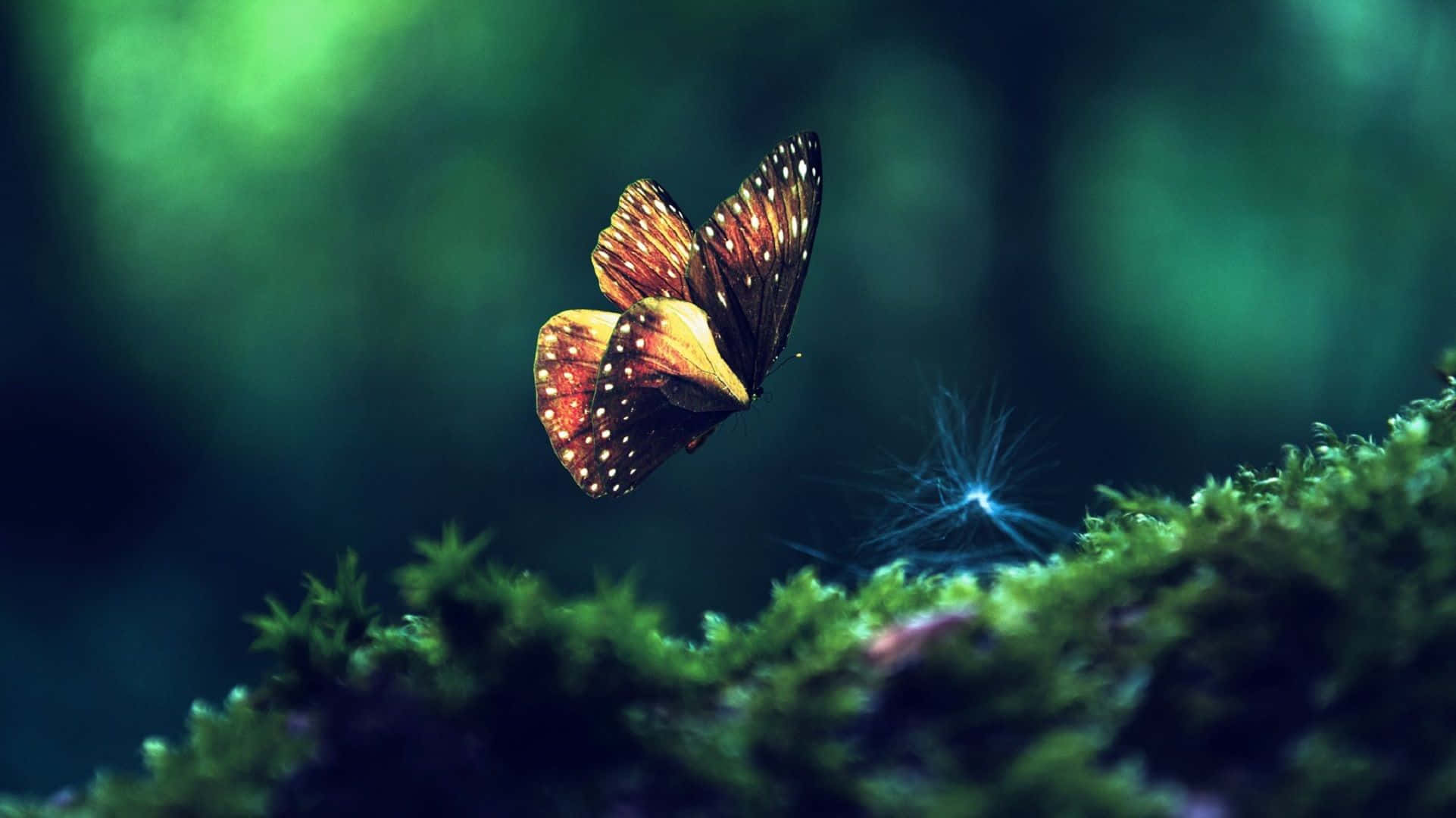 butterfly, orange, black, Full HD Desktop Wallpaper