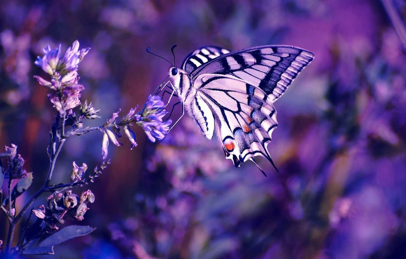 swallowtail butterfly, black white and orange markings, purple flower, HD Desktop Wallpaper