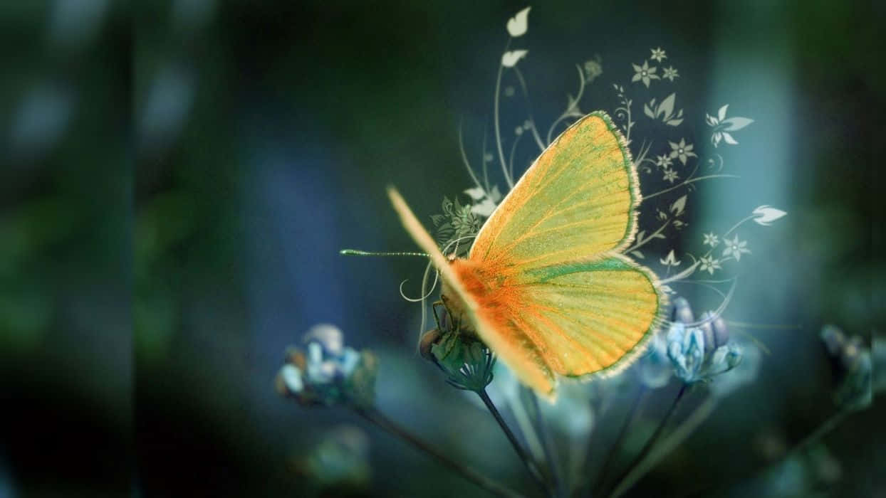 butterfly, orange and green butterfly, flower, SD Desktop Wallpaper