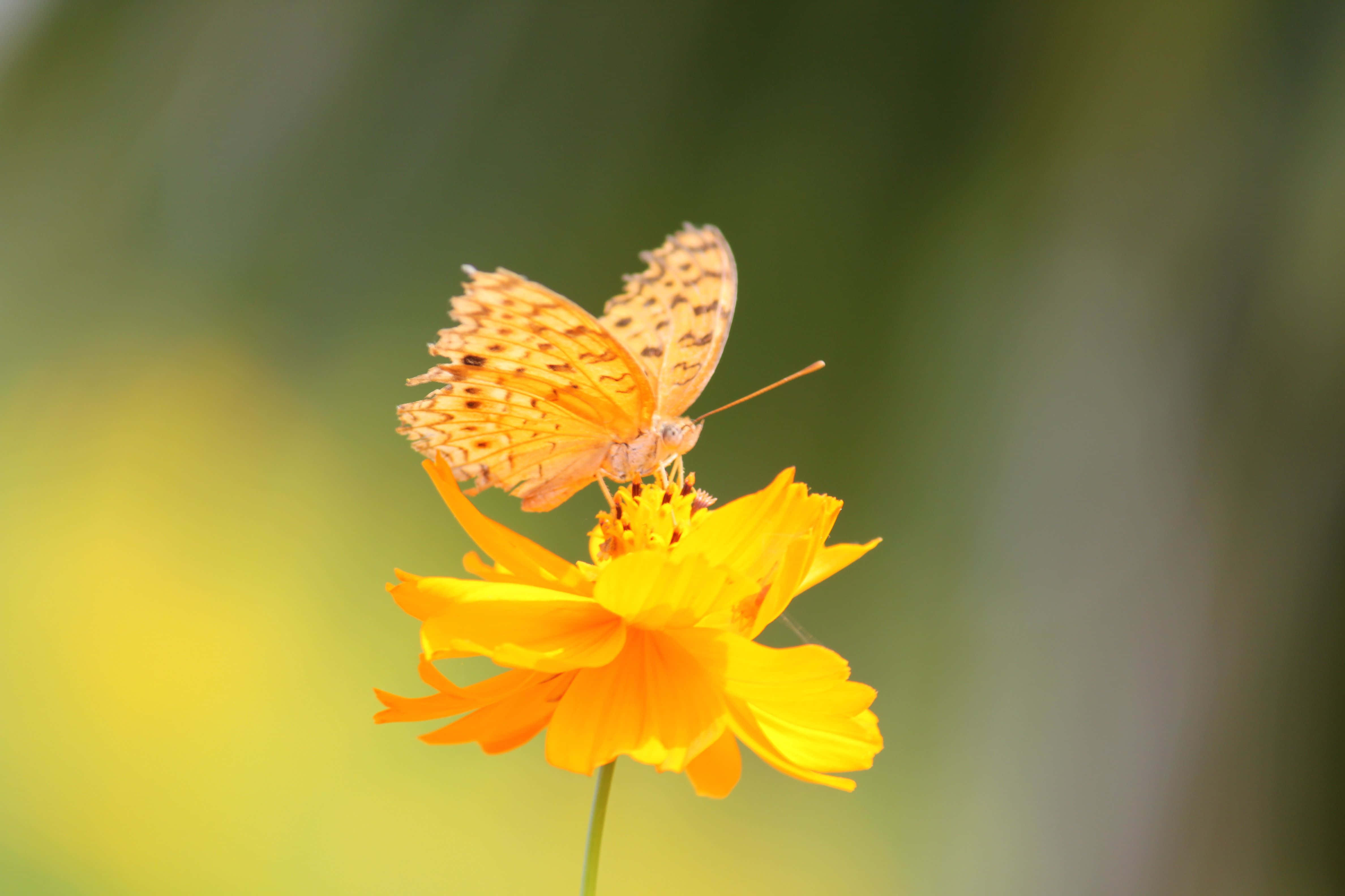 butterfly, orange butterfly, spotted wings, 4K Desktop Wallpaper
