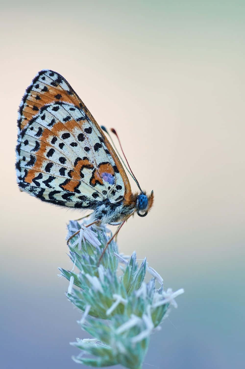 butterfly, orange black and white patterned wings, fuzzy green plant, HD Phone Wallpaper