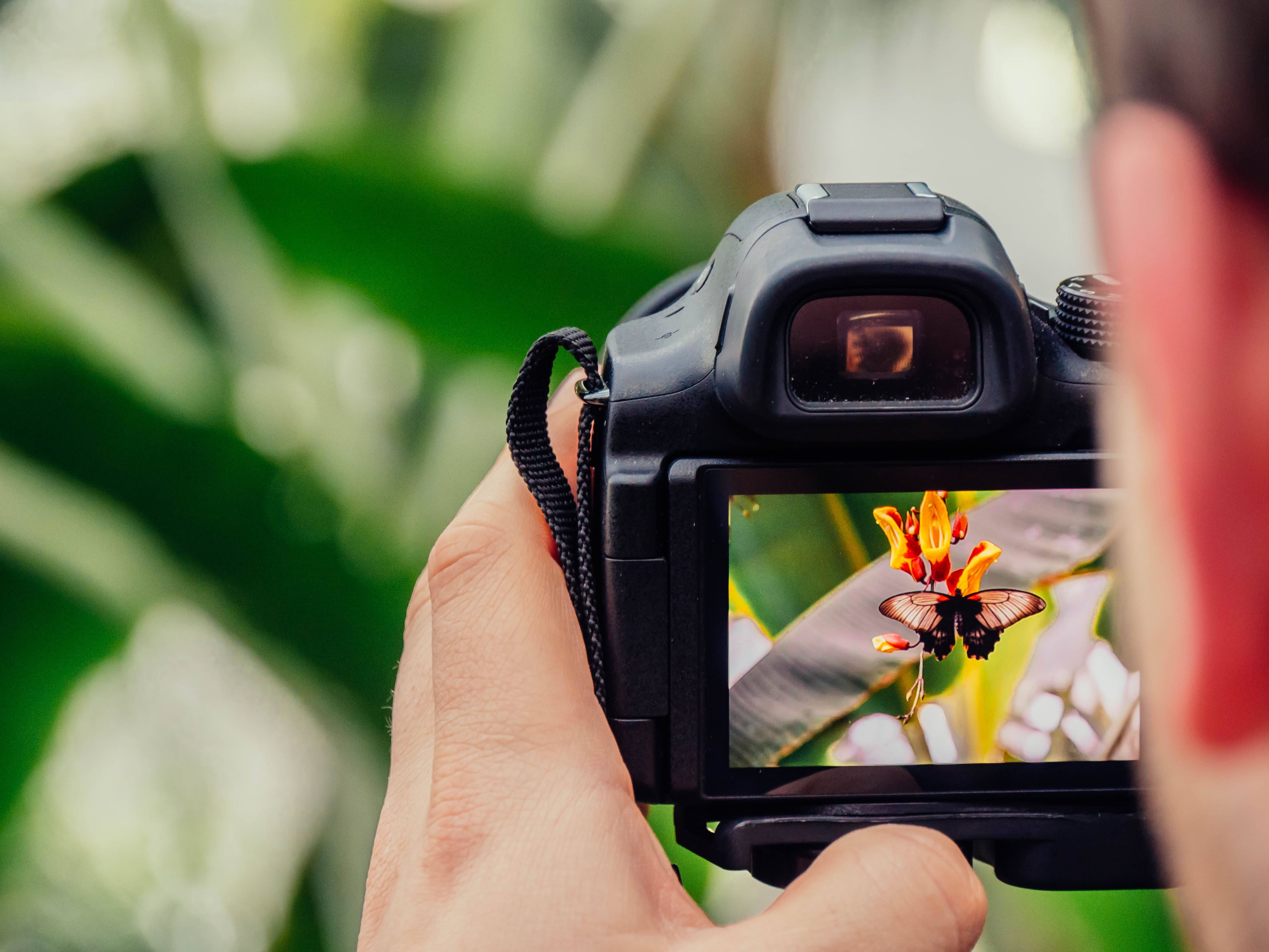 butterfly, flower, orange, 4K Desktop Wallpaper
