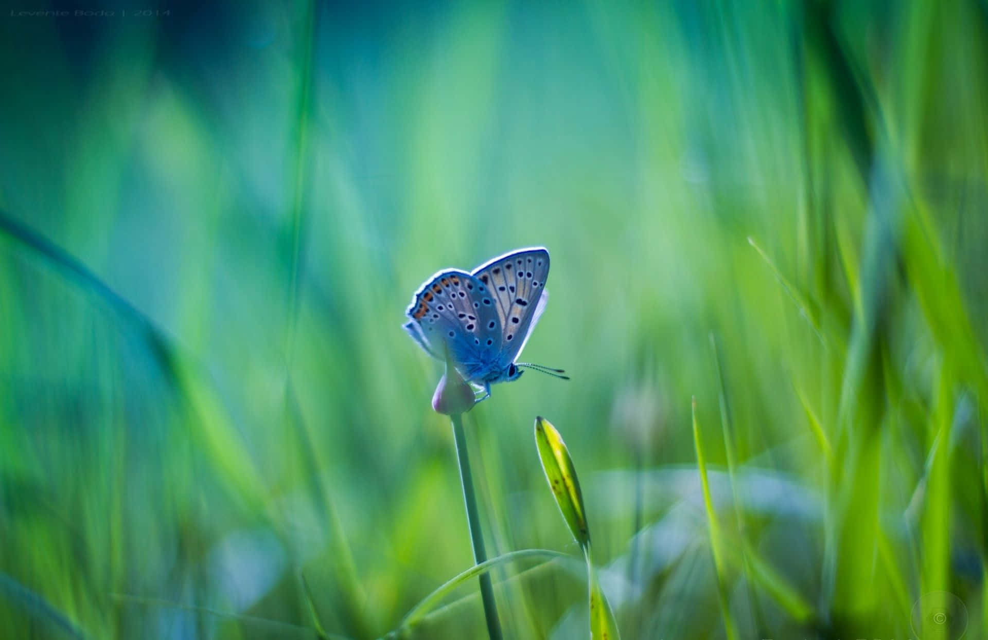 butterfly photography, delicate blue butterfly, slender green stem, Full HD Desktop Wallpaper