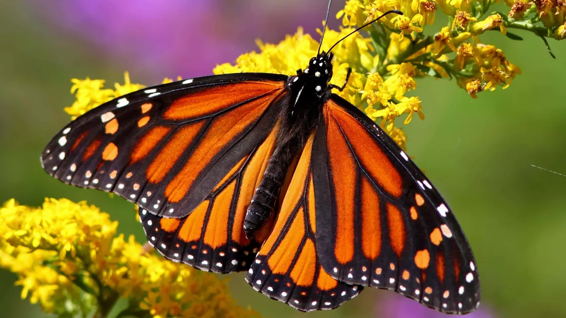 Butterfly Photos