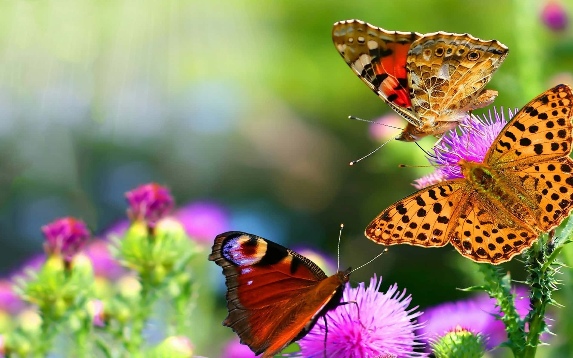 butterfly, pink flower, vibrant purple thistle flowers, Full HD Desktop Wallpaper