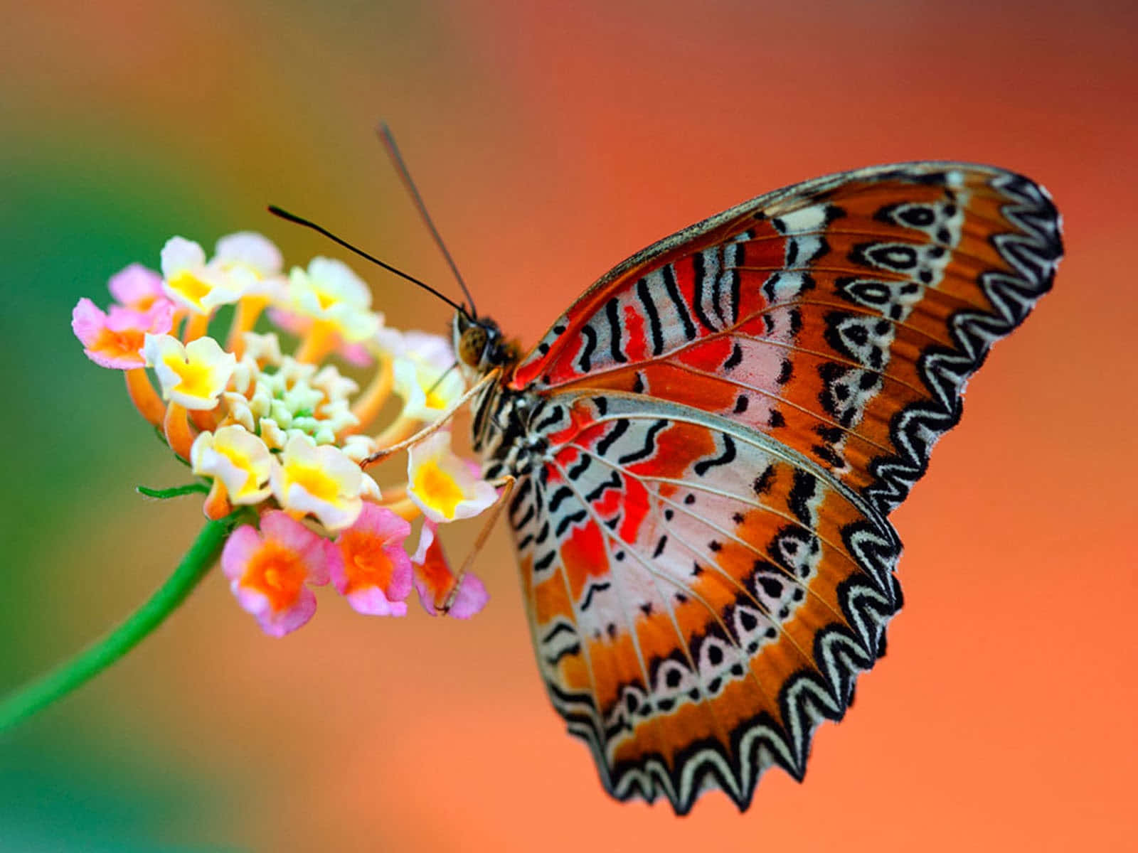 butterfly, orange black and white patterned wings, pink yellow and orange flowers, HD Desktop Wallpaper