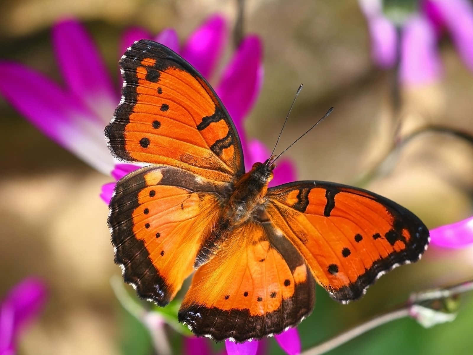 butterfly, orange butterfly, black spots, HD Desktop Wallpaper