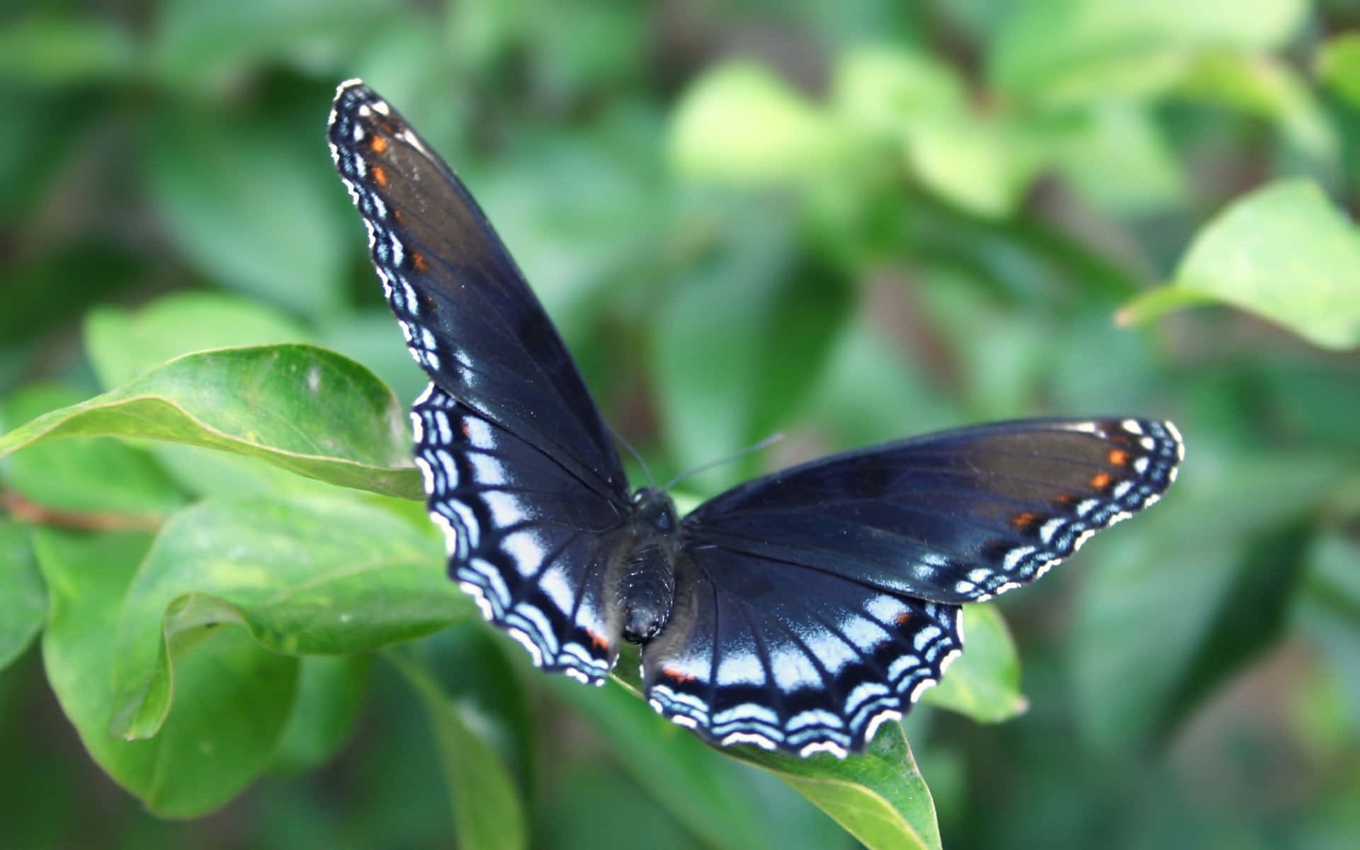 black butterfly, white and orange accents, vibrant green leaf, Full HD Desktop Wallpaper