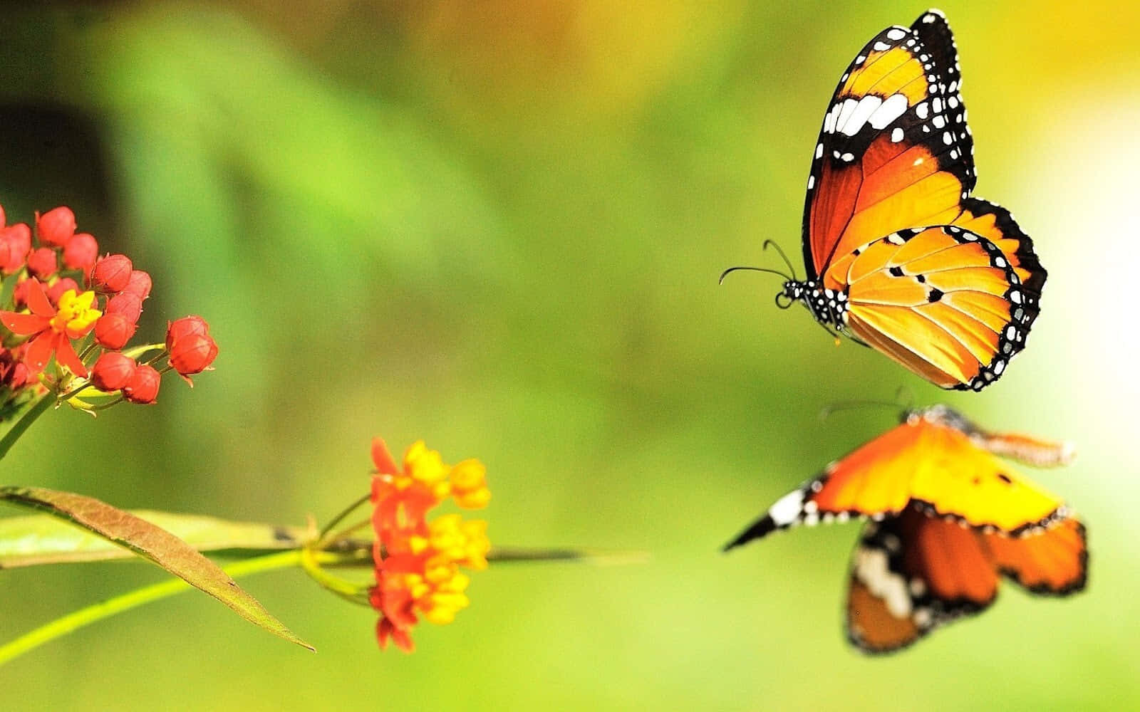 monarch butterflies, red and yellow flowers, soft green blurred background, HD Desktop Wallpaper