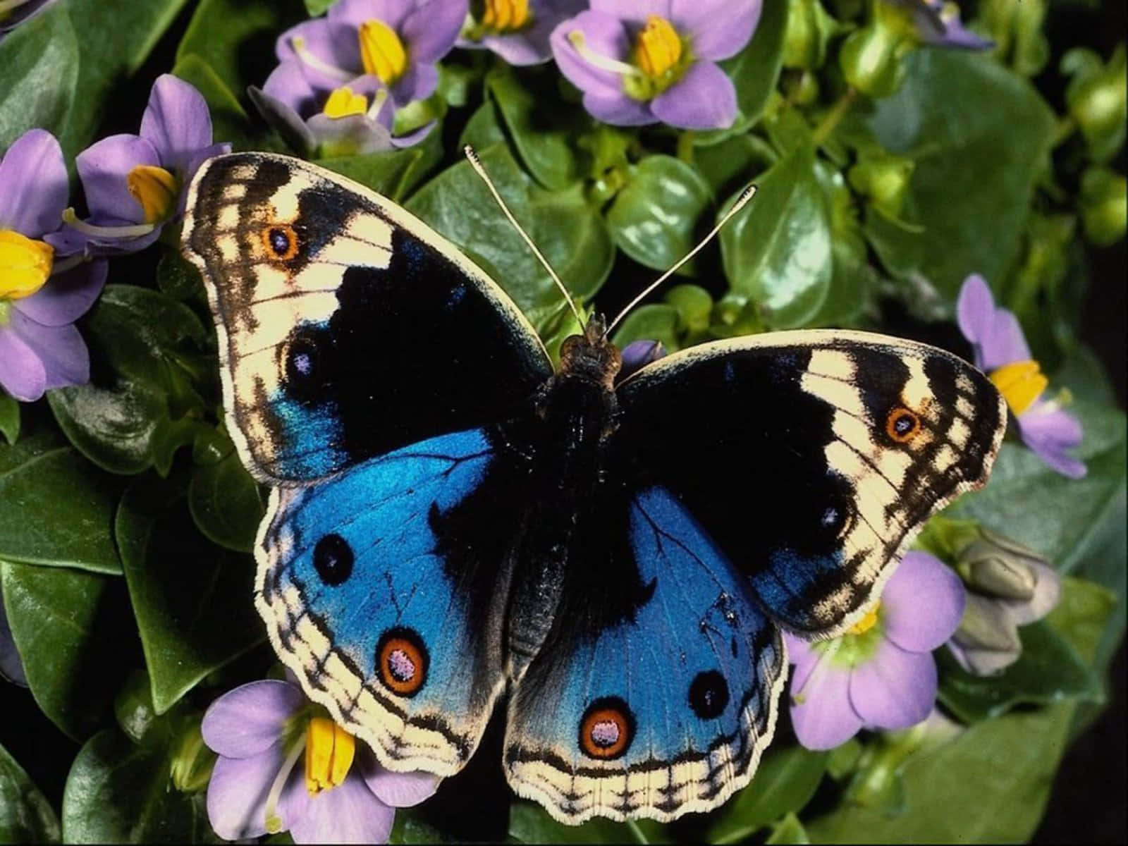 vibrant blue butterfly, black and orange eyespots, purple flowers, HD Desktop Wallpaper