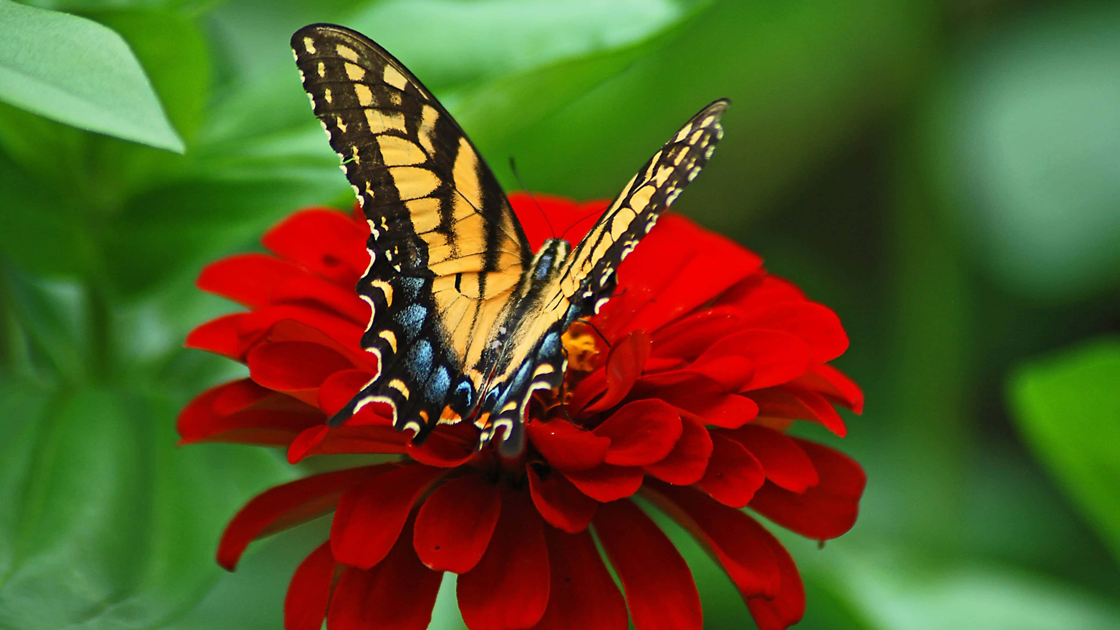 butterfly, purple flower, bright red zinnia flower, 4K Desktop Wallpaper