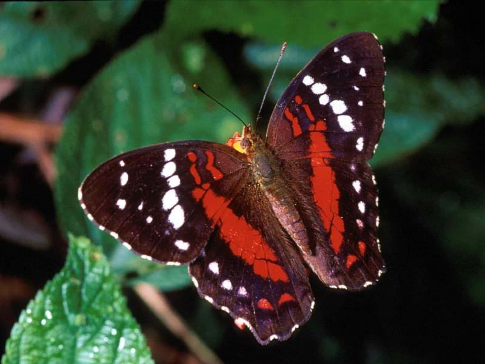 Glowing Beauty, vibrant red and black butterfly, white spots, HD Desktop Wallpaper