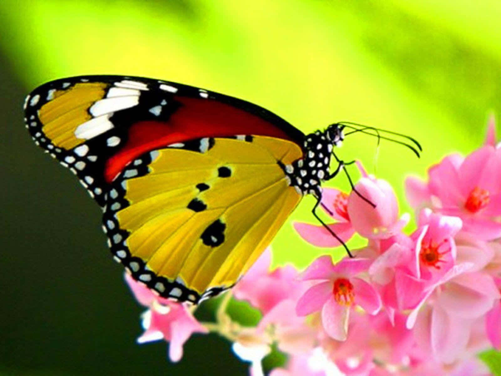 butterfly, yellow, red, HD Desktop Wallpaper