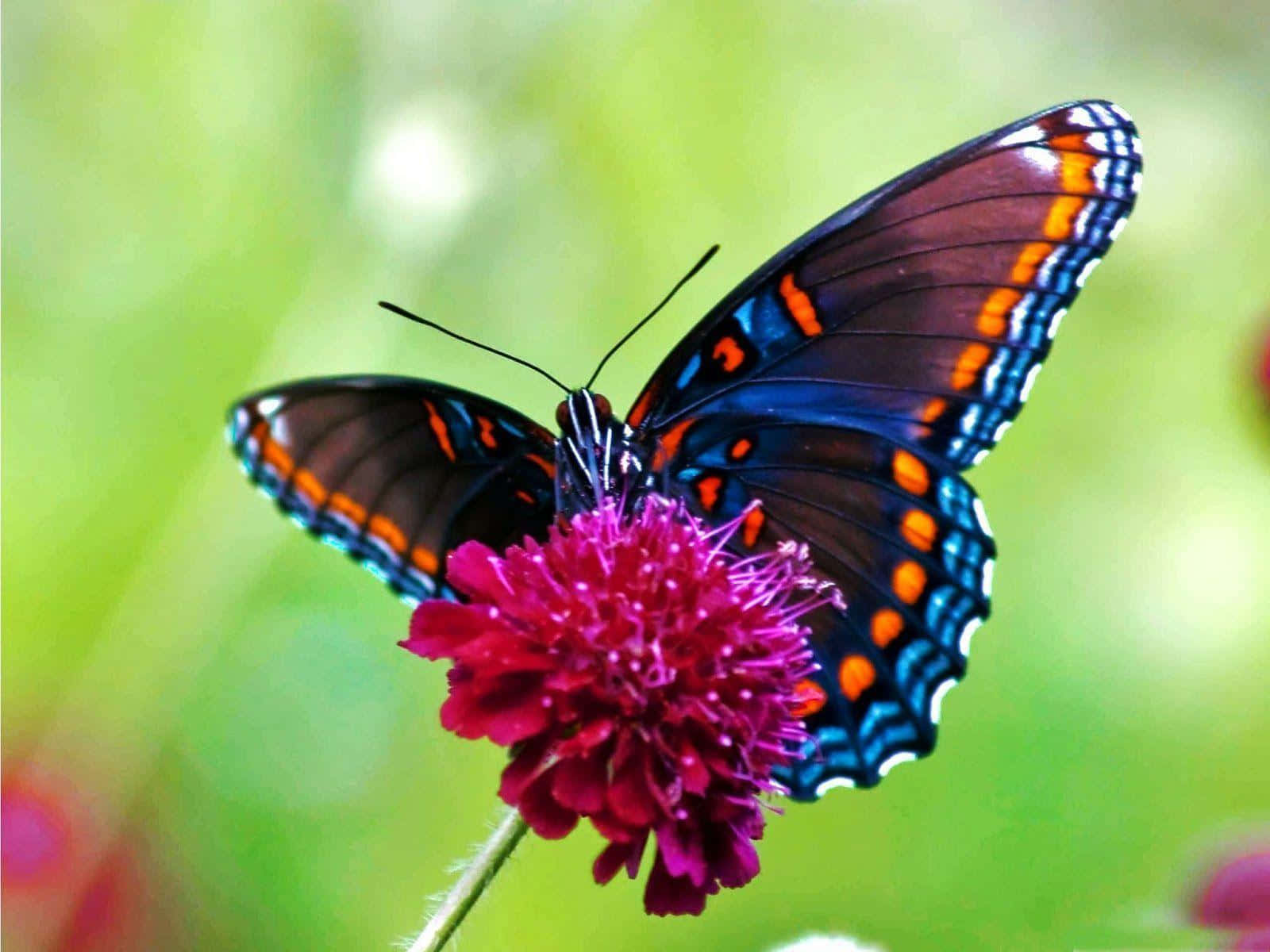 butterfly, pink flower, black wings, HD Desktop Wallpaper