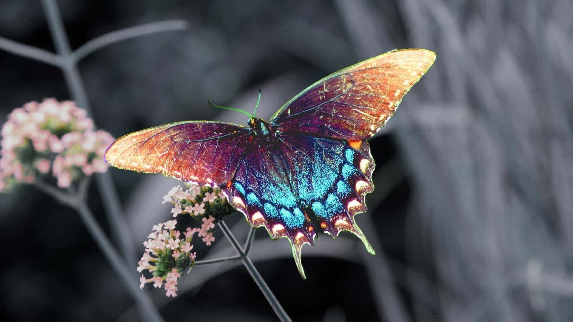 butterfly, iridescent blue, orange wings, Full HD Desktop Wallpaper