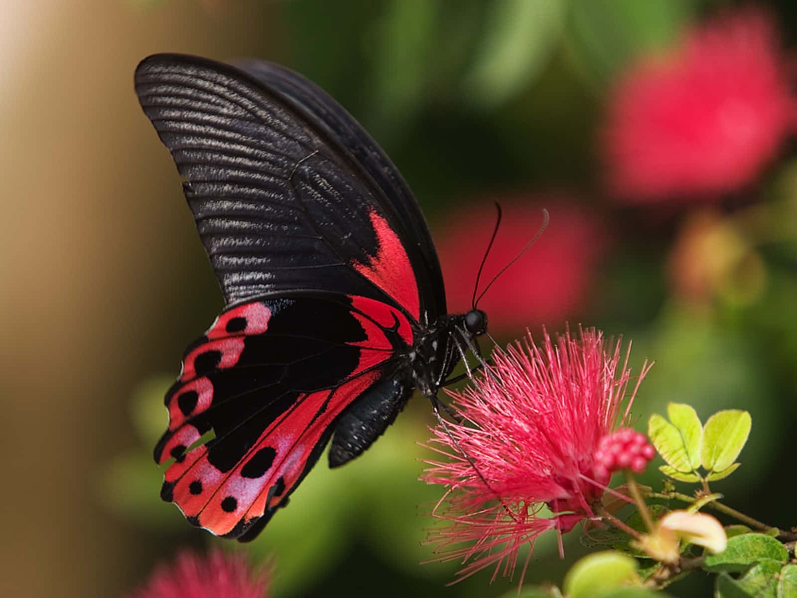 butterfly, black and red, fluffy pink flower, HD Desktop Wallpaper