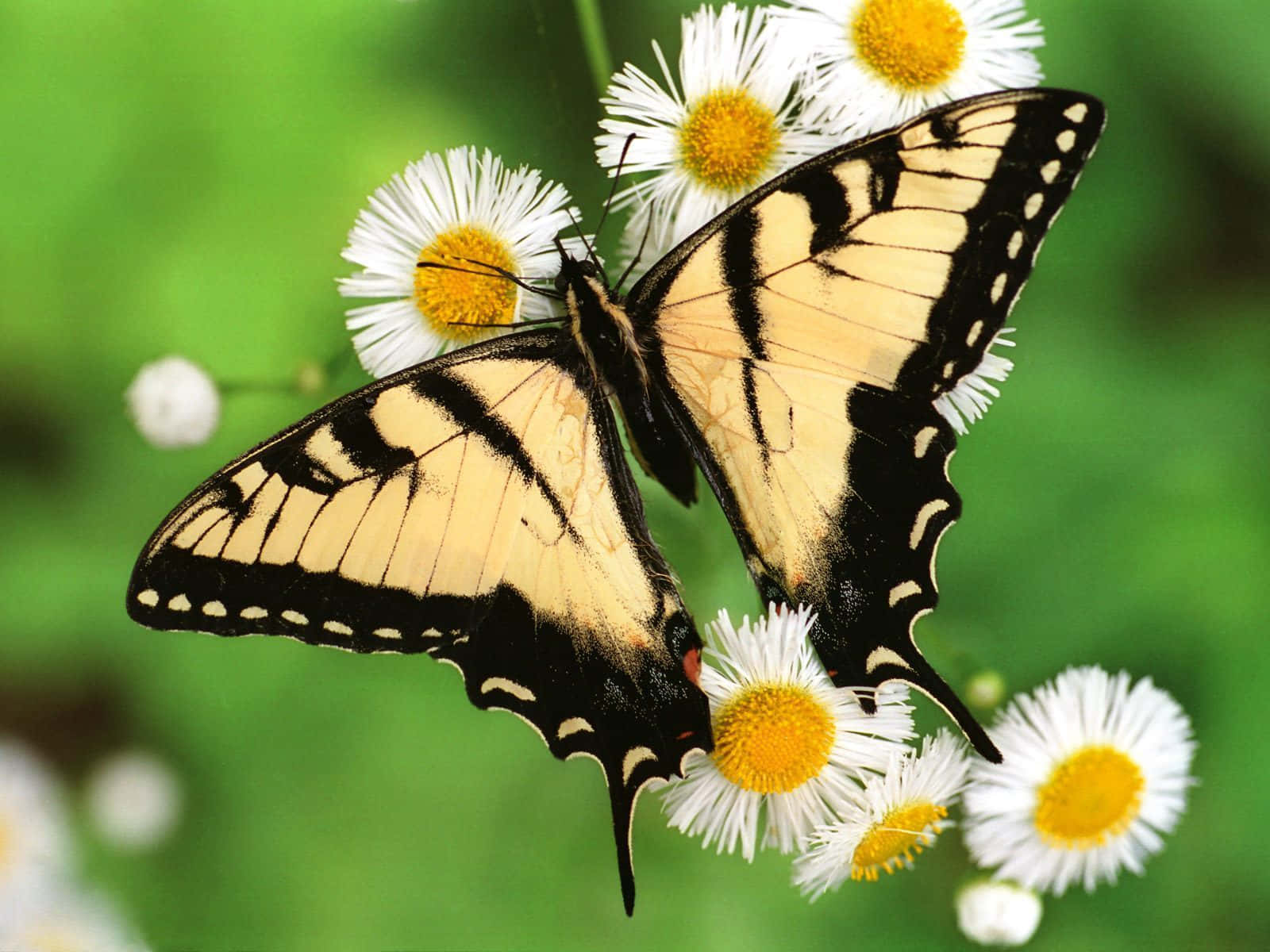 swallowtail butterfly, yellow and black, white daisies, HD Desktop Wallpaper
