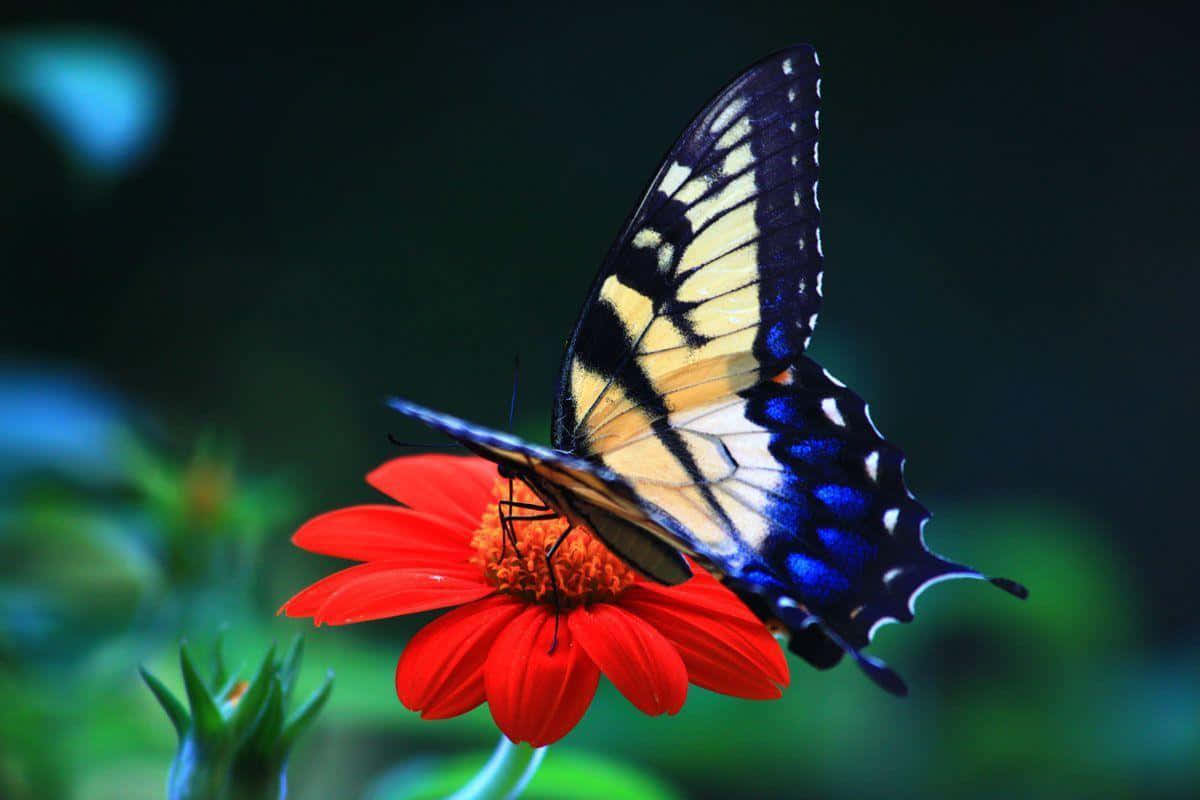 butterfly, vibrant blue, yellow, SD Desktop Wallpaper