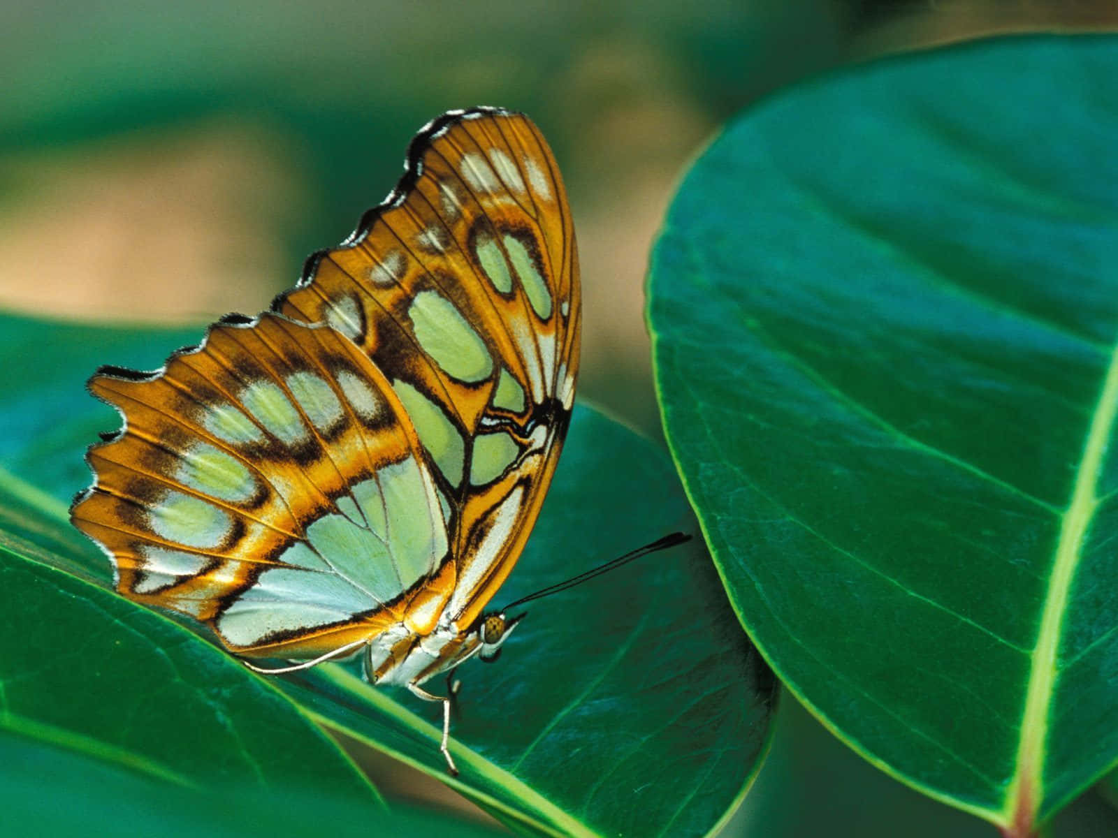 butterfly, orange and green butterfly, intricate wing patterns, HD Desktop Wallpaper