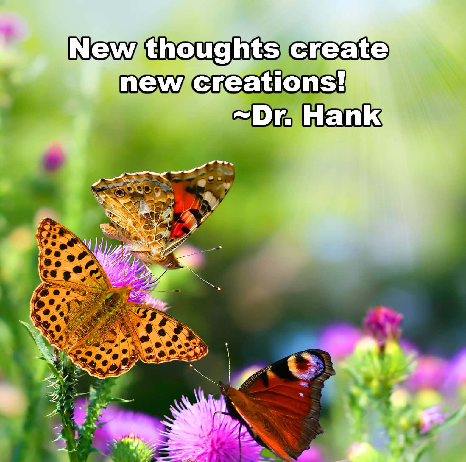 butterfly quotes, colorful butterflies, vibrant purple thistles, HD Desktop Wallpaper