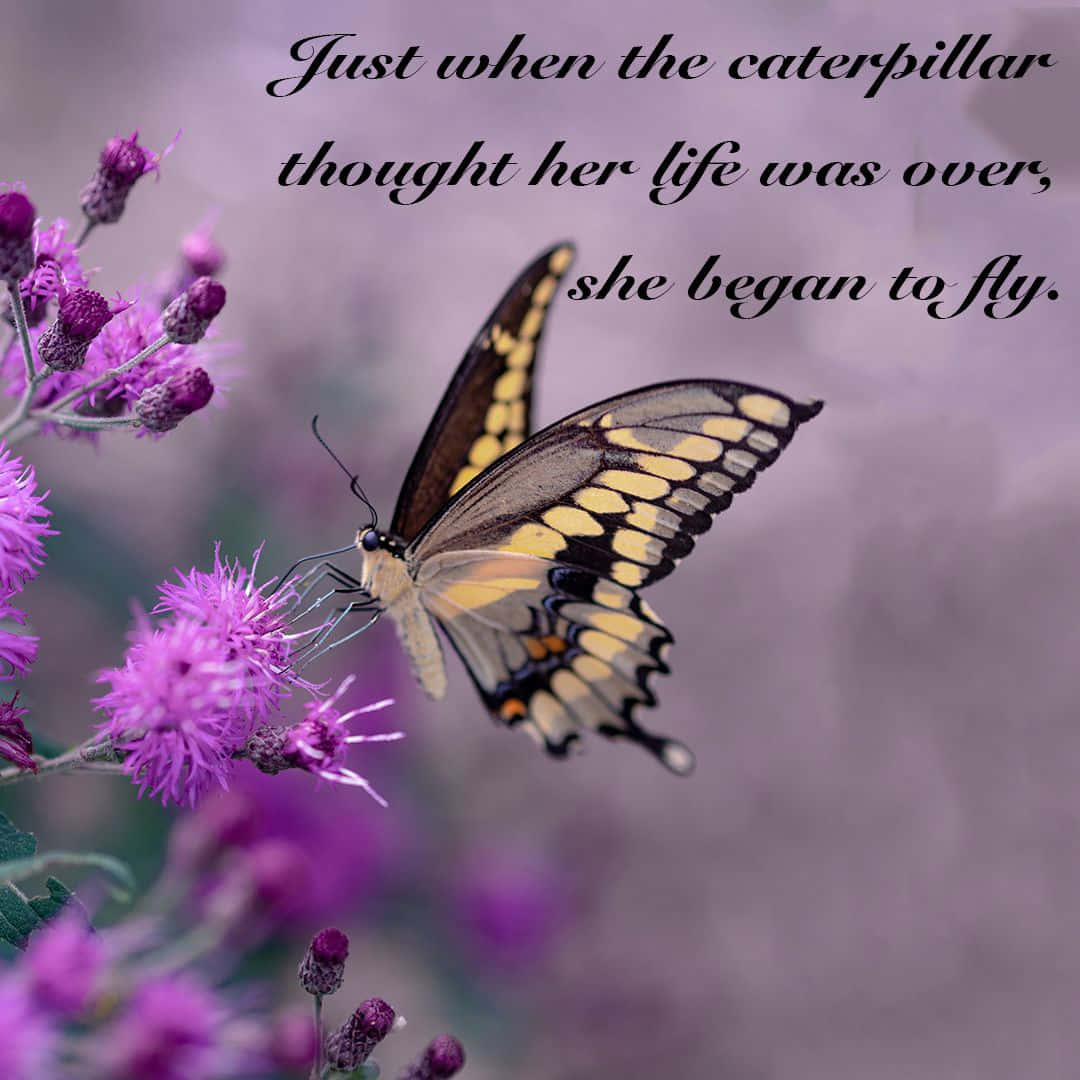 butterfly, yellow and black butterfly, purple thistle flowers, SD Desktop Wallpaper