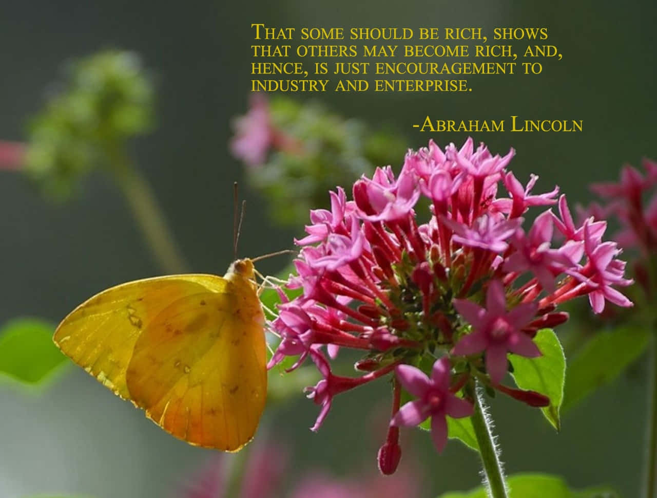 butterfly quotes, vibrant yellow butterfly, vivid pink flowers, HD Desktop Wallpaper