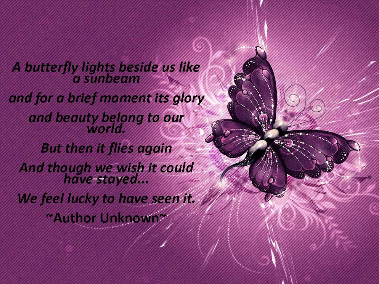 butterfly quotes, radiant purple butterfly, glittering wings, HD Desktop Wallpaper