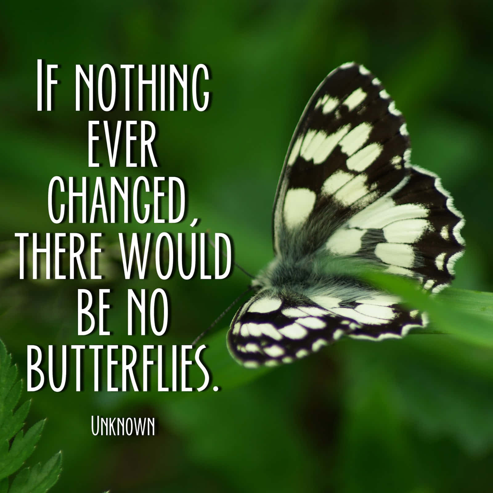 butterfly, black and white butterfly, green leaf, HD Desktop Wallpaper
