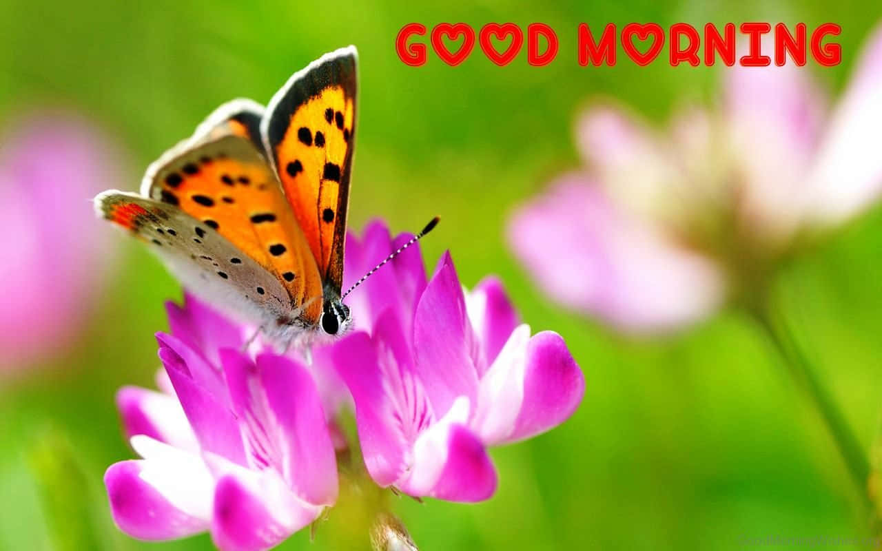 butterfly quotes, orange butterfly, black spots, HD Desktop Wallpaper