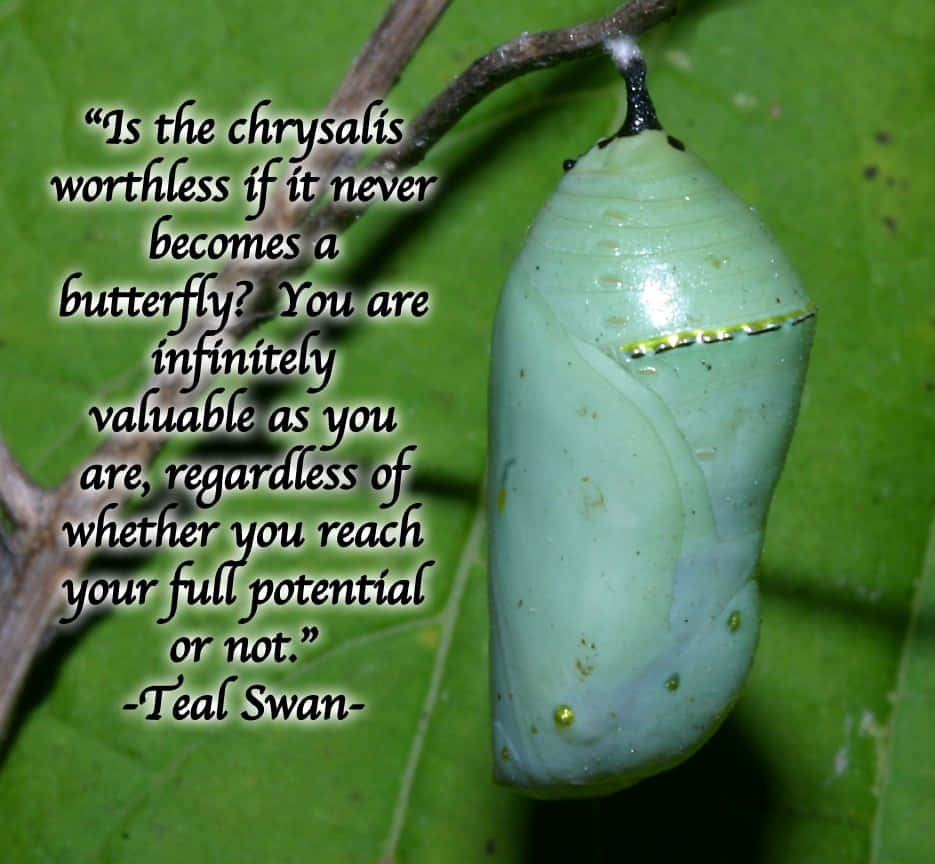 butterfly quotes, pale green chrysalis, twig, SD Desktop Wallpaper