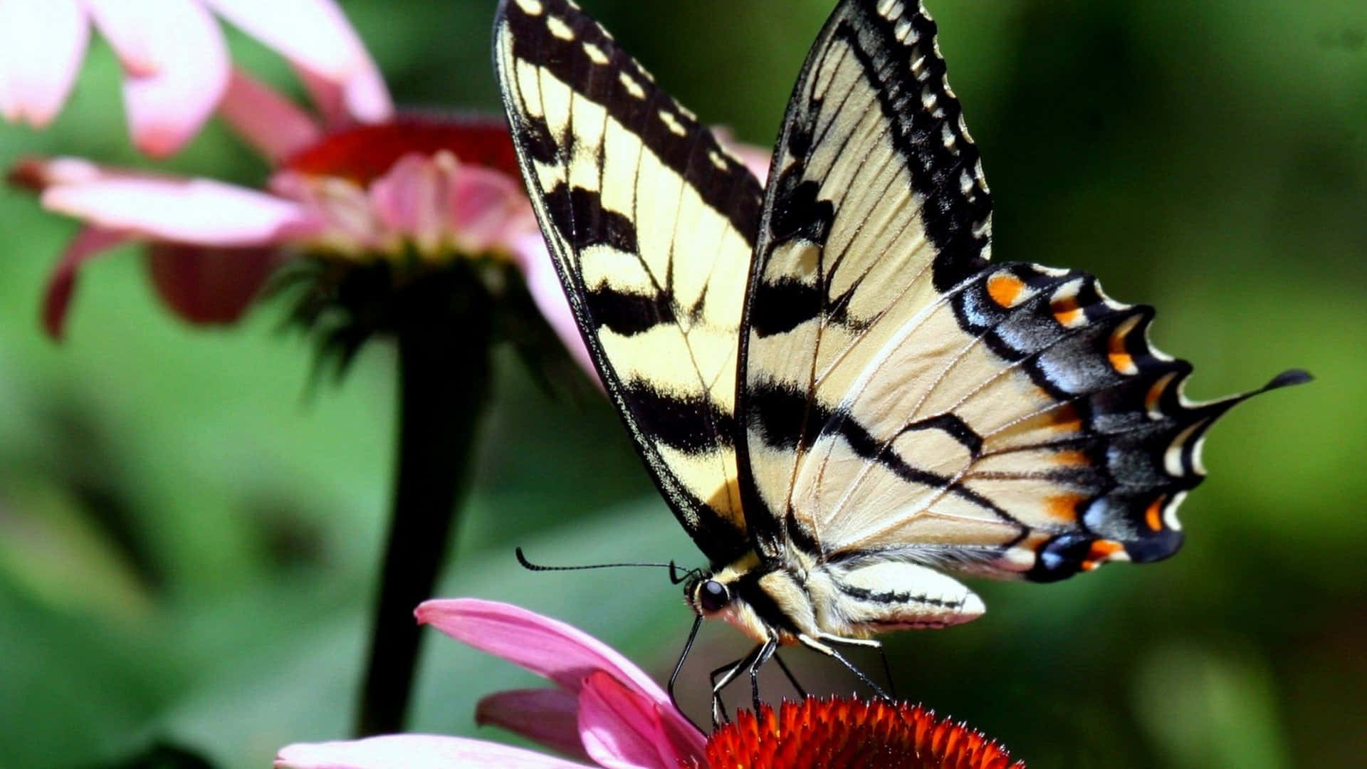 Emerging butterfly, yellow black and orange butterfly, pink coneflower, Full HD Desktop Wallpaper