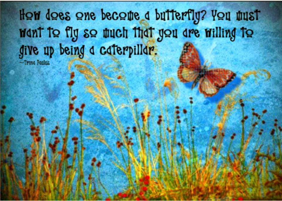 butterfly, orange and black wings, tall grasses, SD Desktop Wallpaper